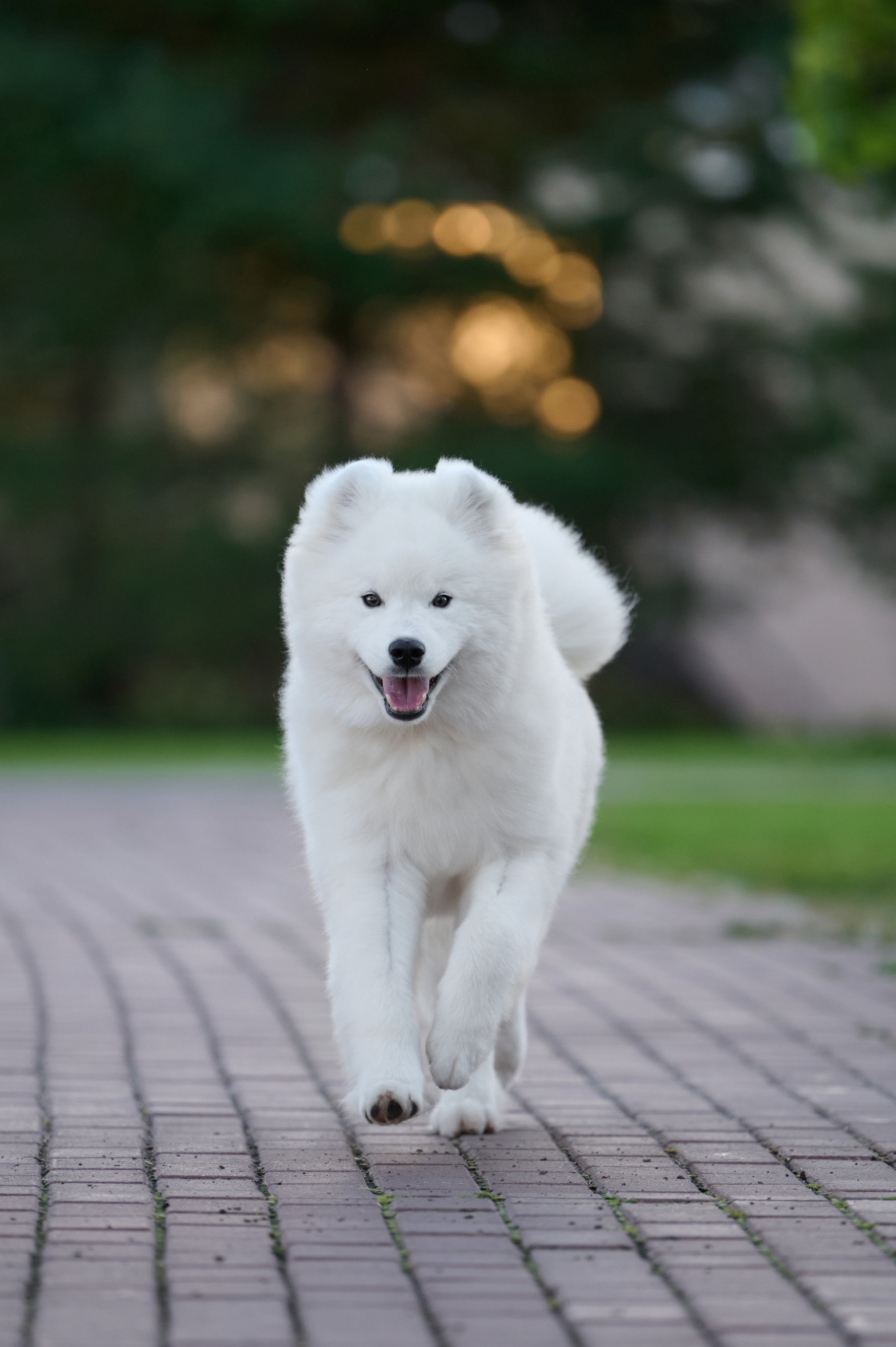 Щенки и котята на улице. Фотограф анималист в Казани Алина Сулейманова. Фотограф животных