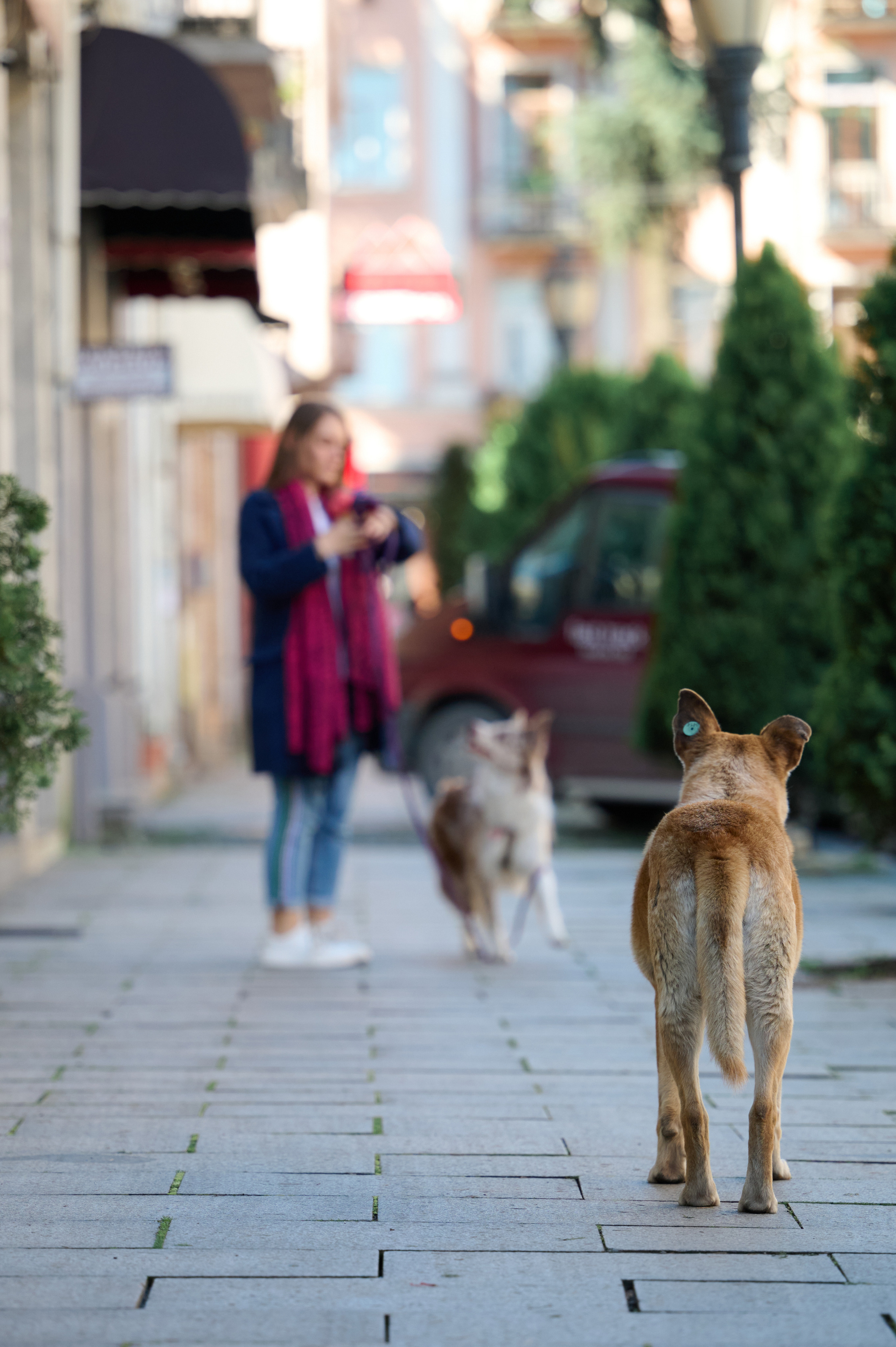 Полина и Бени. Фотограф анималист в Казани Алина Сулейманова. Фотограф животных