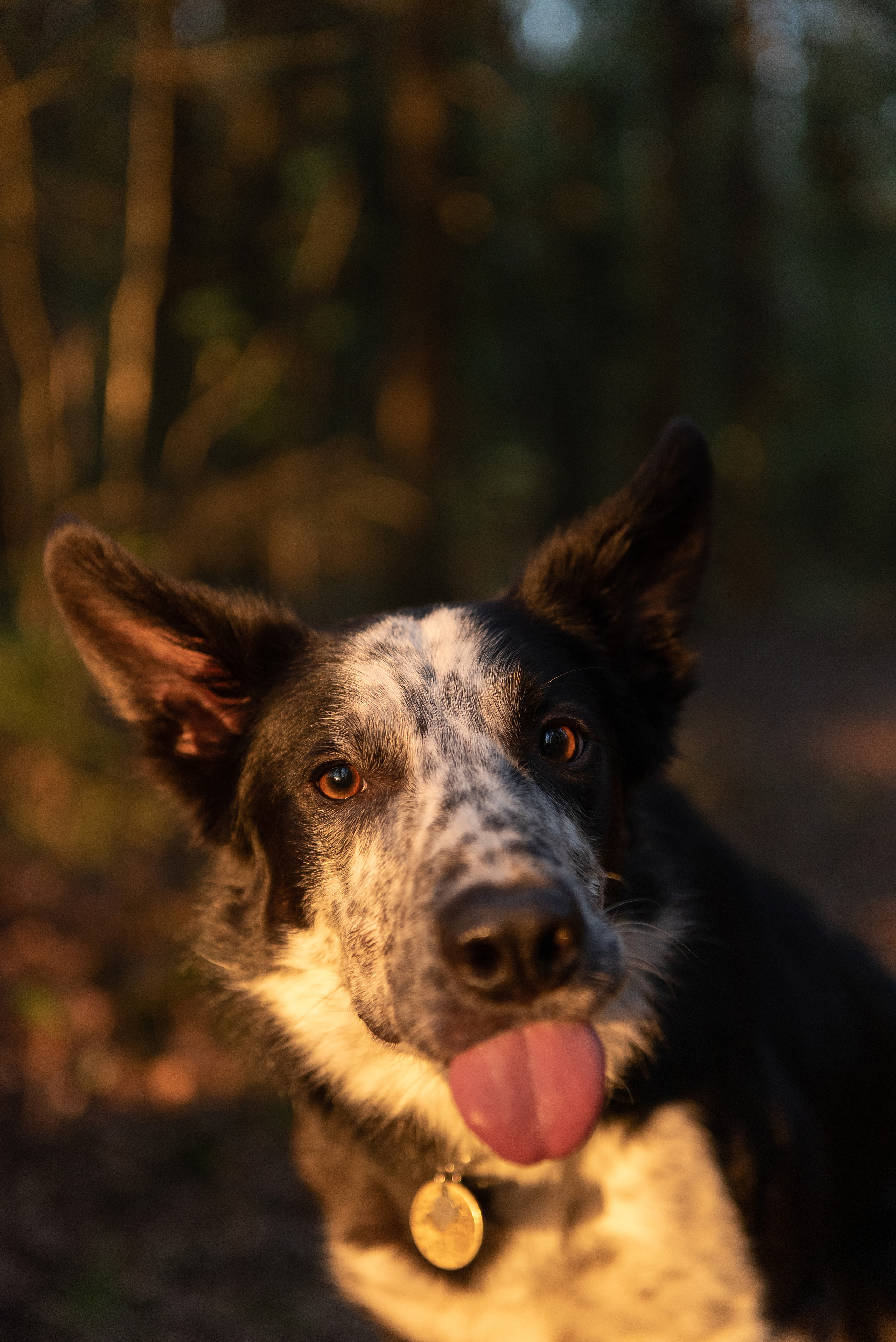 Анна и Милан. Фотограф анималист в Казани Алина Сулейманова. Фотограф животных