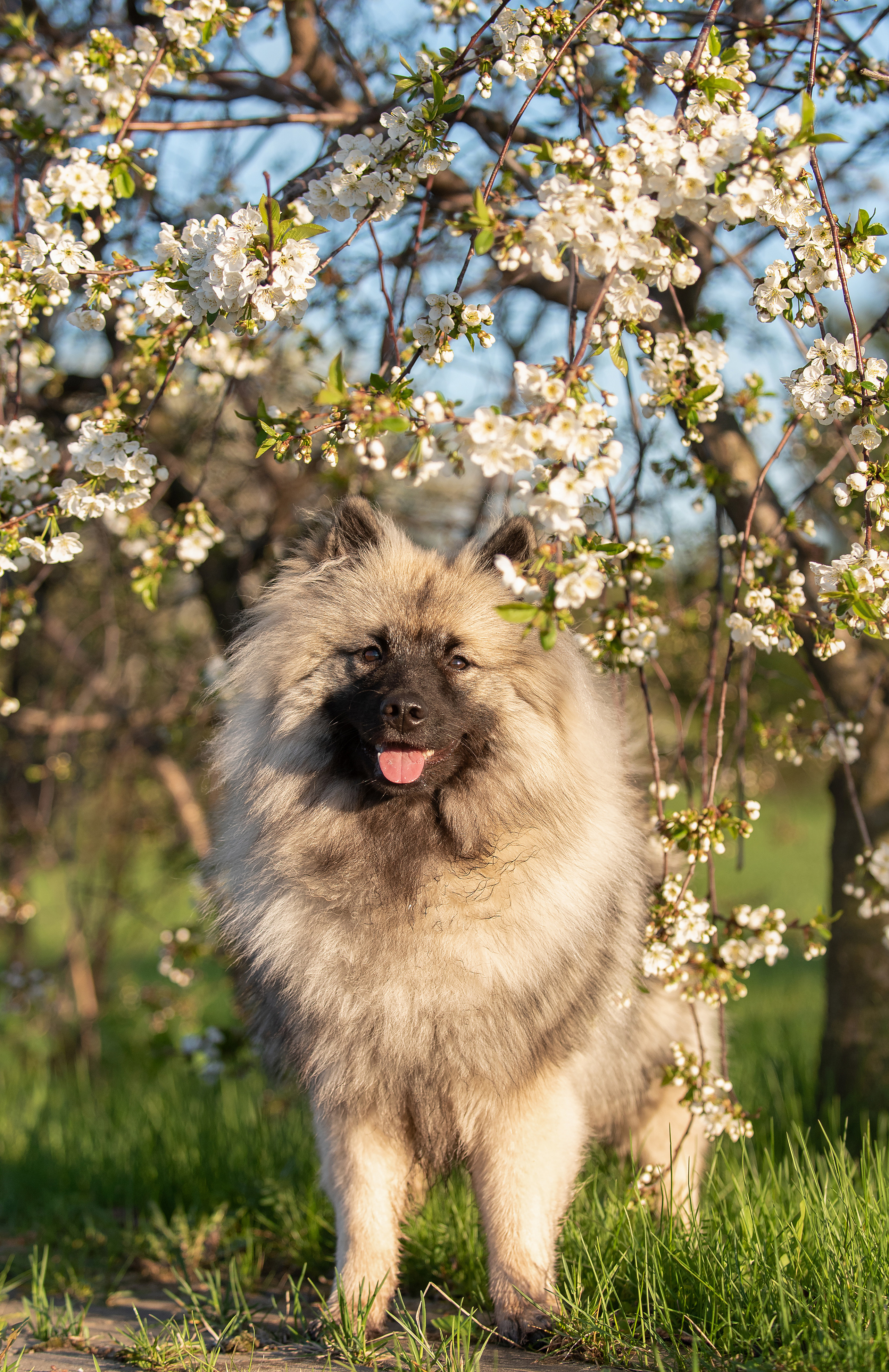 Шанти. Фотограф анималист в Казани Алина Сулейманова. Фотограф животных