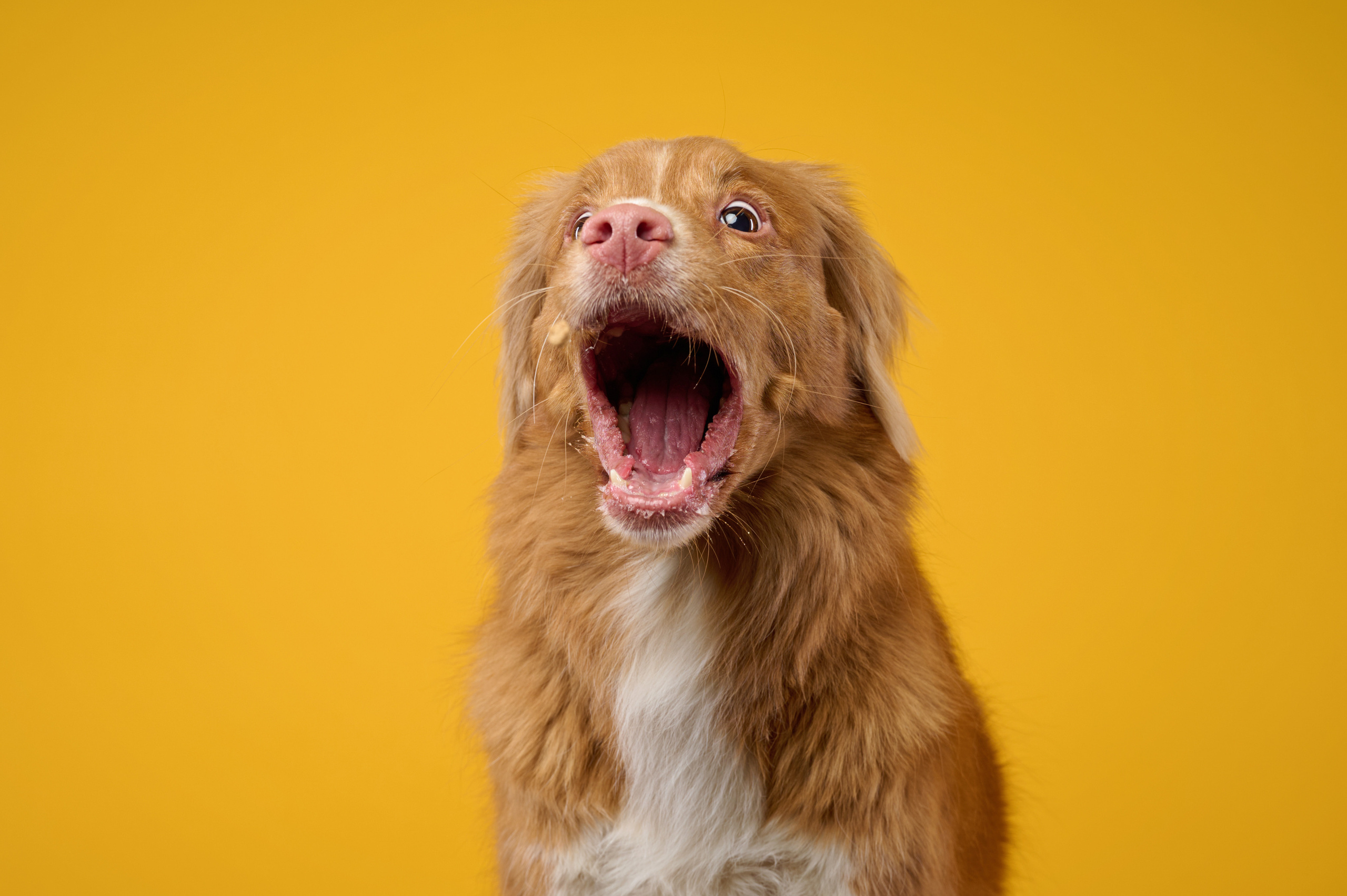 Рика. Фотограф анималист в Казани Алина Сулейманова. Фотограф животных