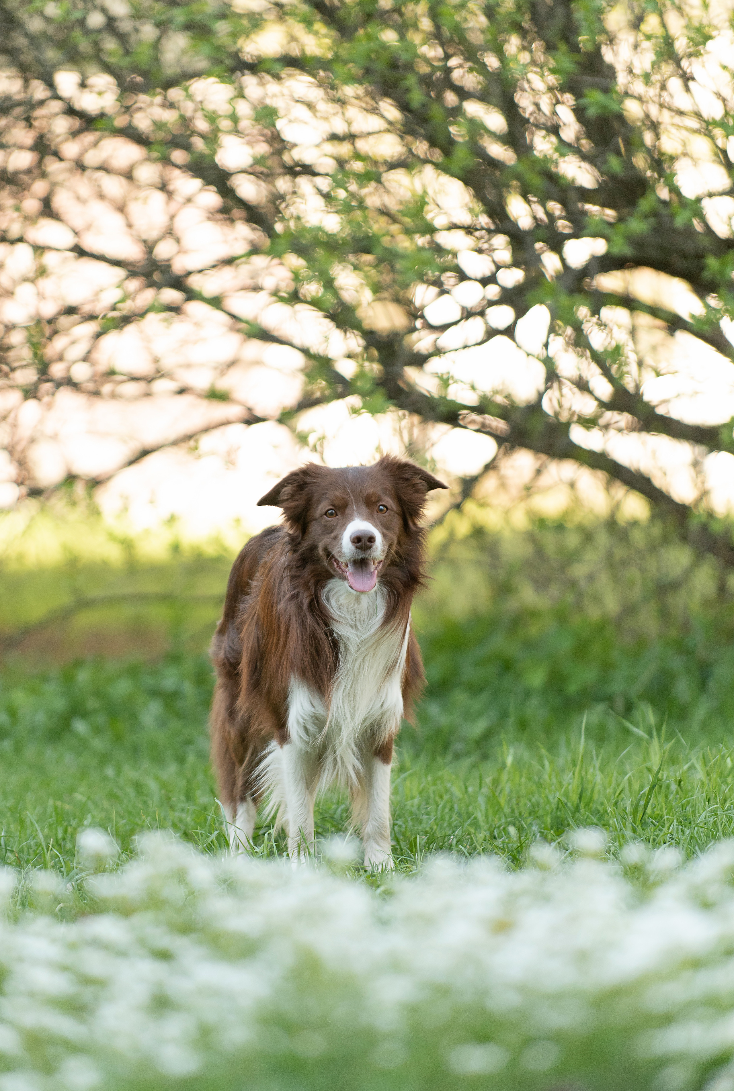 Фарго. Фотограф анималист в Казани Алина Сулейманова. Фотограф животных