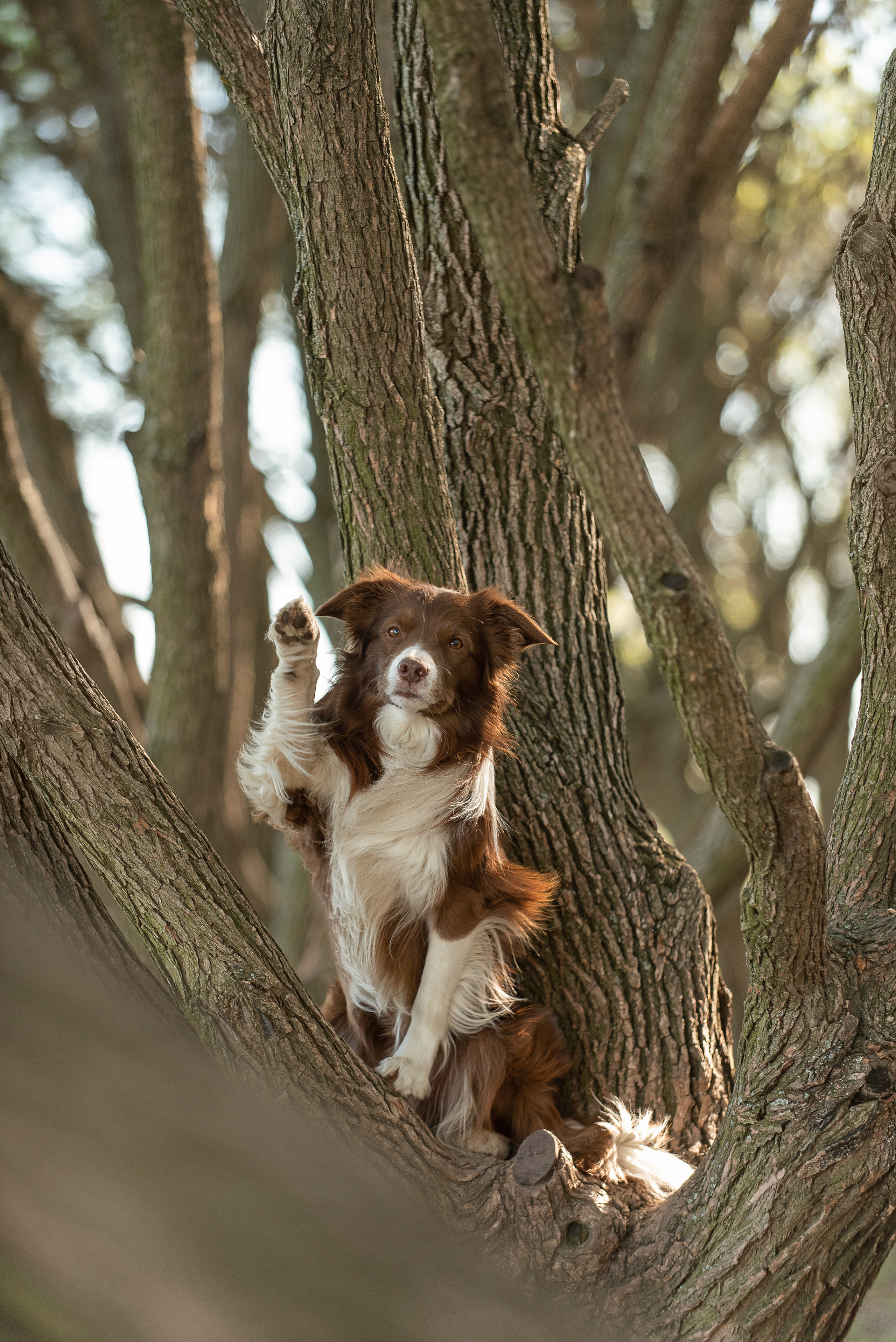 Фарго. Фотограф анималист в Казани Алина Сулейманова. Фотограф животных
