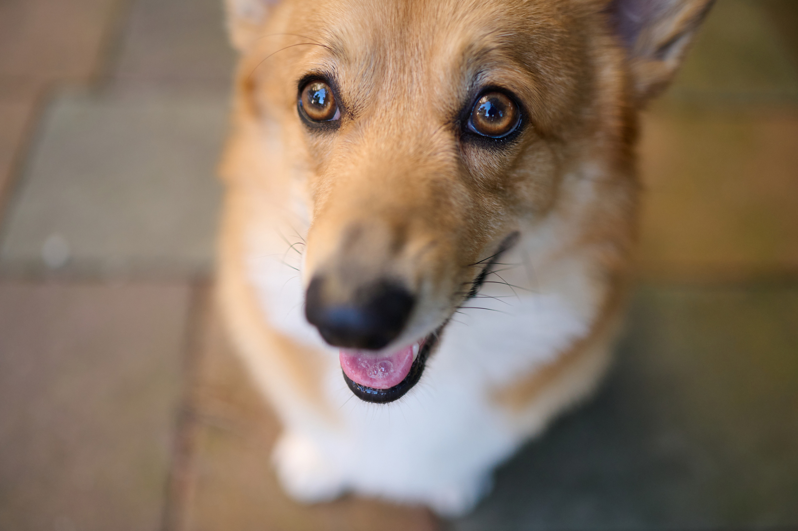 Полина и Вайрон. Фотограф анималист в Казани Алина Сулейманова. Фотограф животных