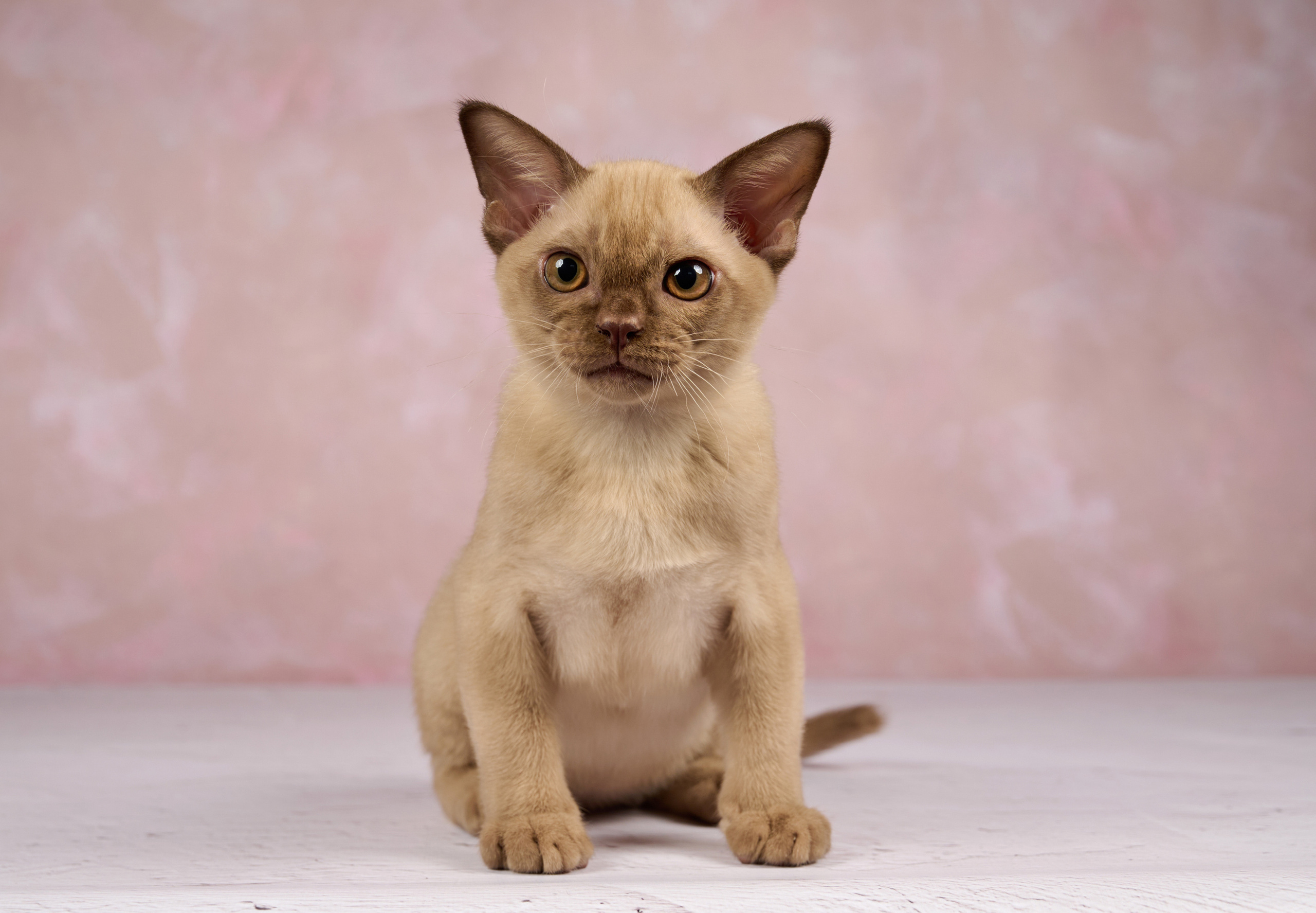 Котята в домашней студии. Фотограф анималист в Казани Алина Сулейманова. Фотограф животных