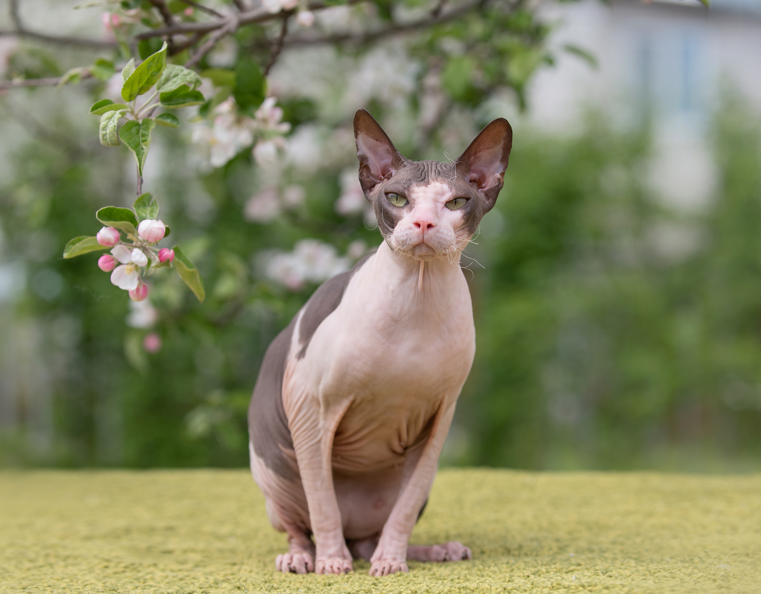 Щенки и котята на улице. Фотограф анималист в Казани Алина Сулейманова. Фотограф животных