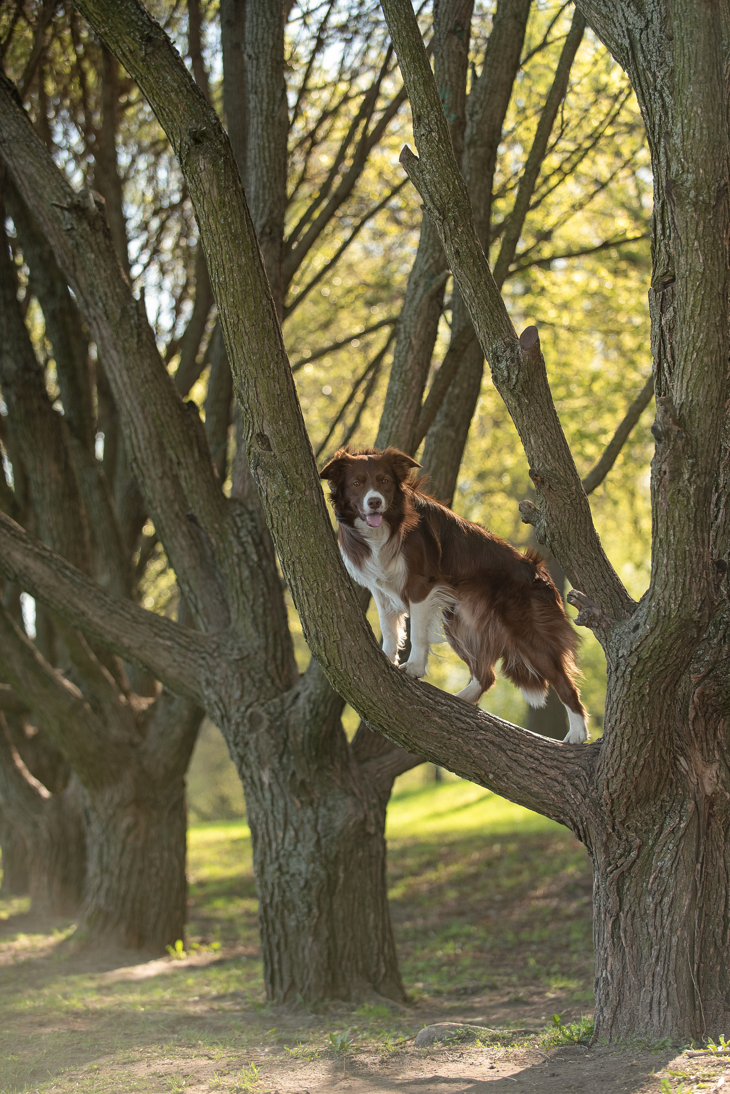 Фарго. Фотограф анималист в Казани Алина Сулейманова. Фотограф животных