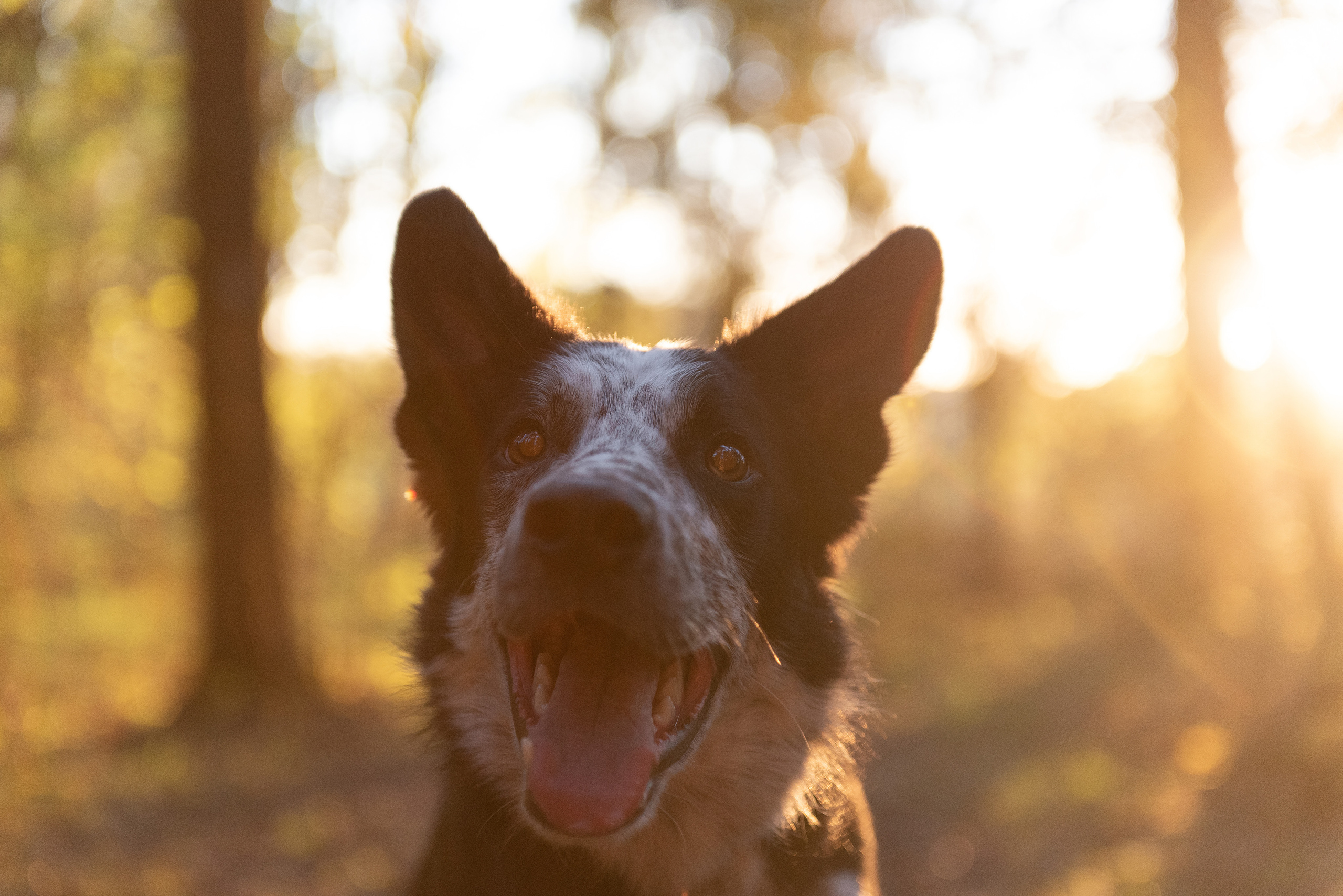 Анна и Милан. Фотограф анималист в Казани Алина Сулейманова. Фотограф животных