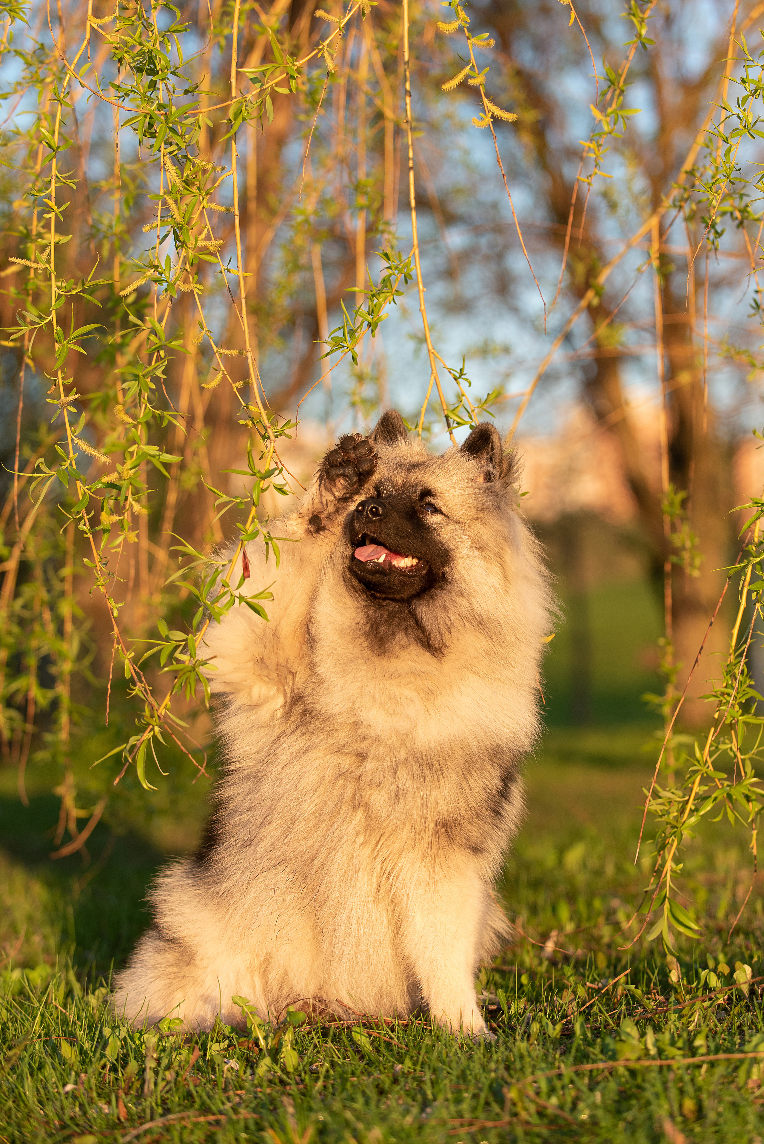 Шанти. Фотограф анималист в Казани Алина Сулейманова. Фотограф животных