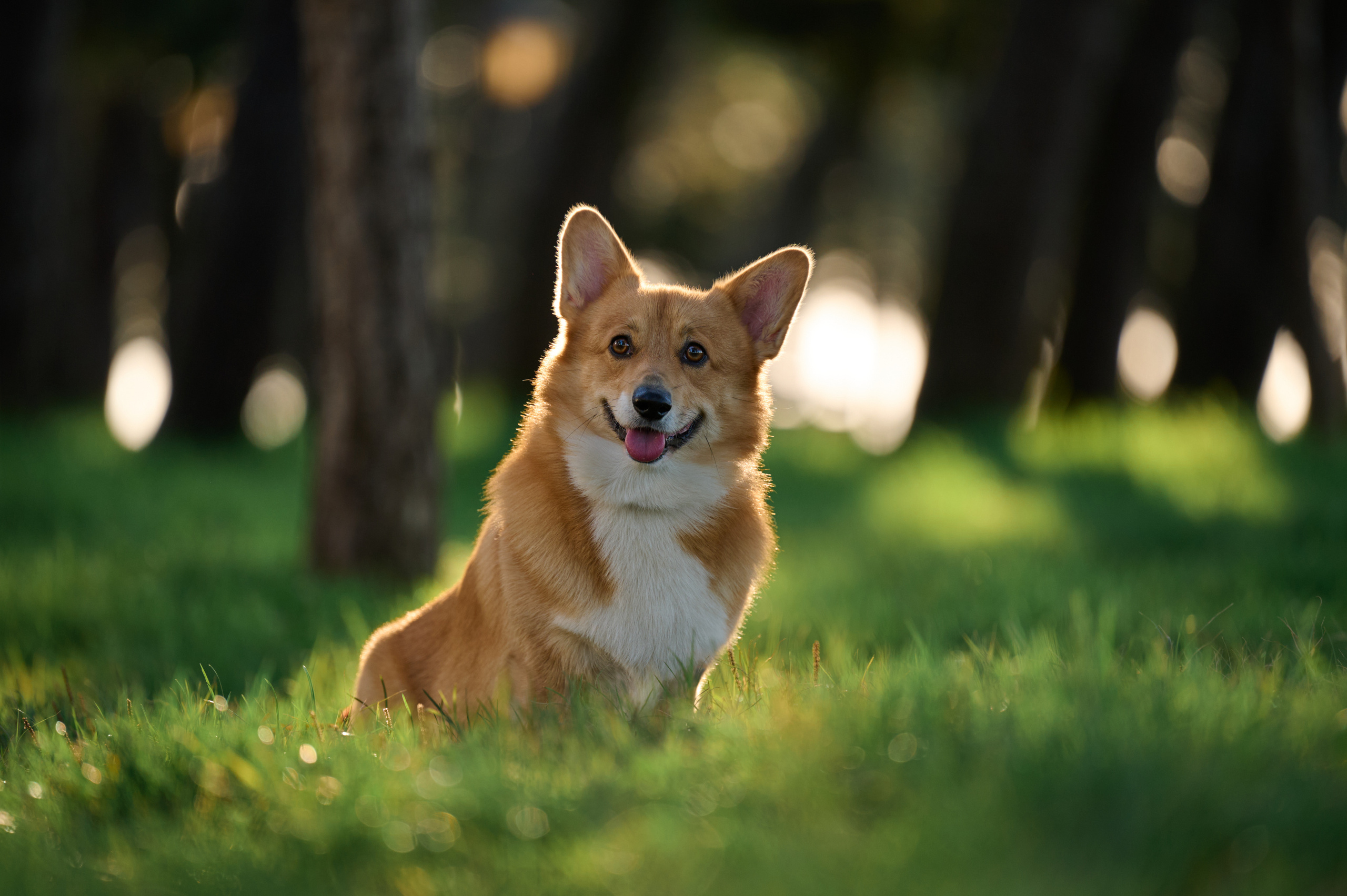 Полина и Вайрон. Фотограф анималист в Казани Алина Сулейманова. Фотограф животных