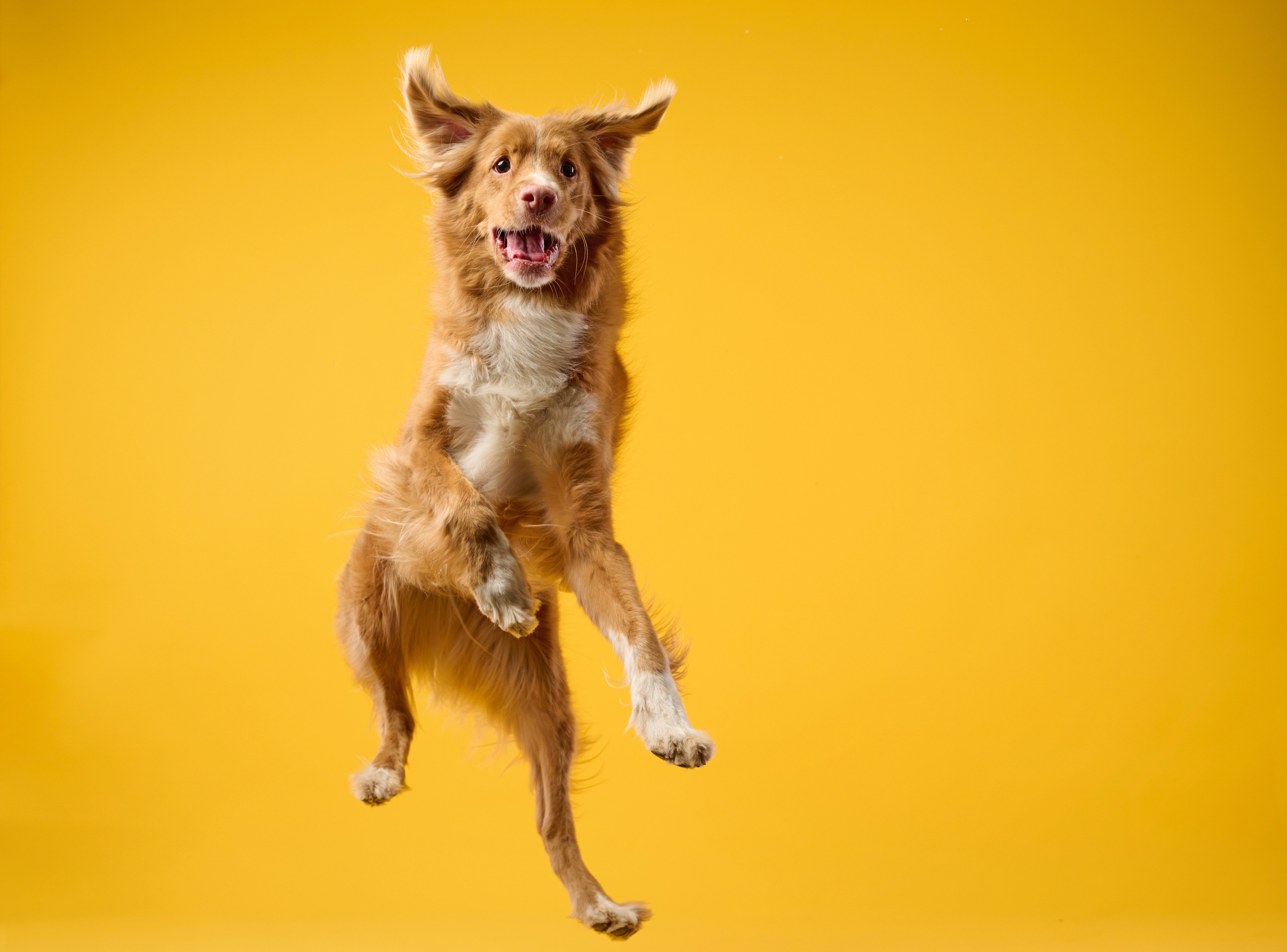 Рика. Фотограф анималист в Казани Алина Сулейманова. Фотограф животных