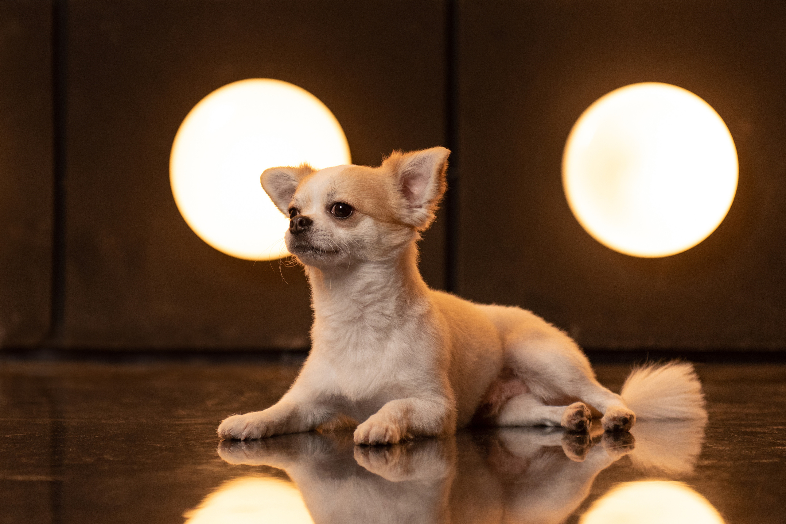 Аделя и её семья. Фотограф анималист в Казани Алина Сулейманова. Фотограф животных