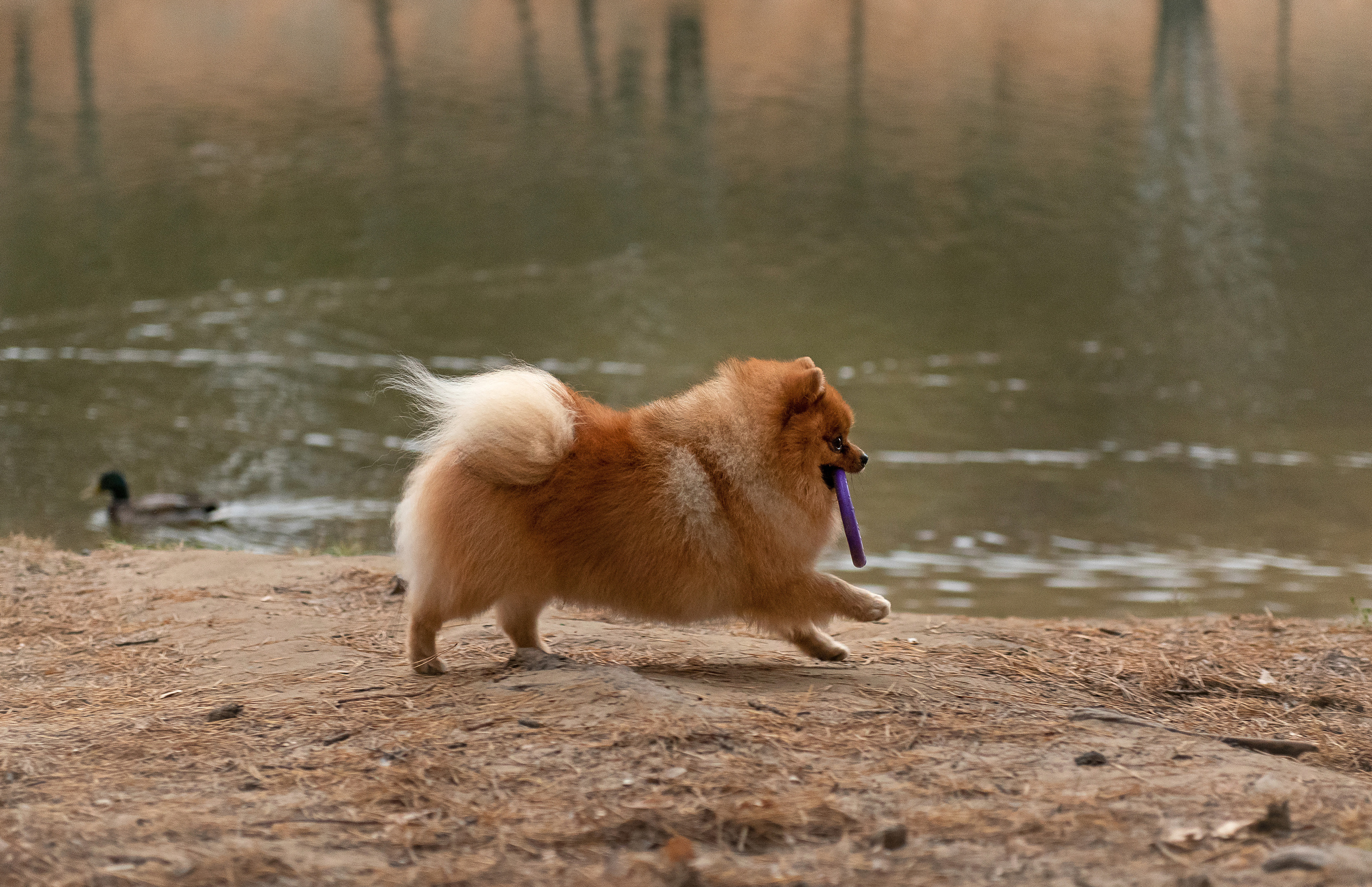 Зарина и Джонни. Фотограф анималист в Казани Алина Сулейманова. Фотограф животных