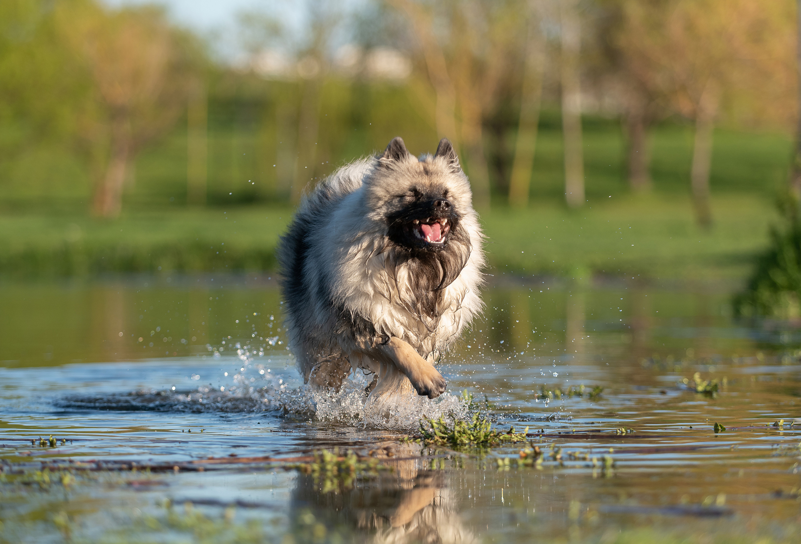 Шанти. Фотограф анималист в Казани Алина Сулейманова. Фотограф животных