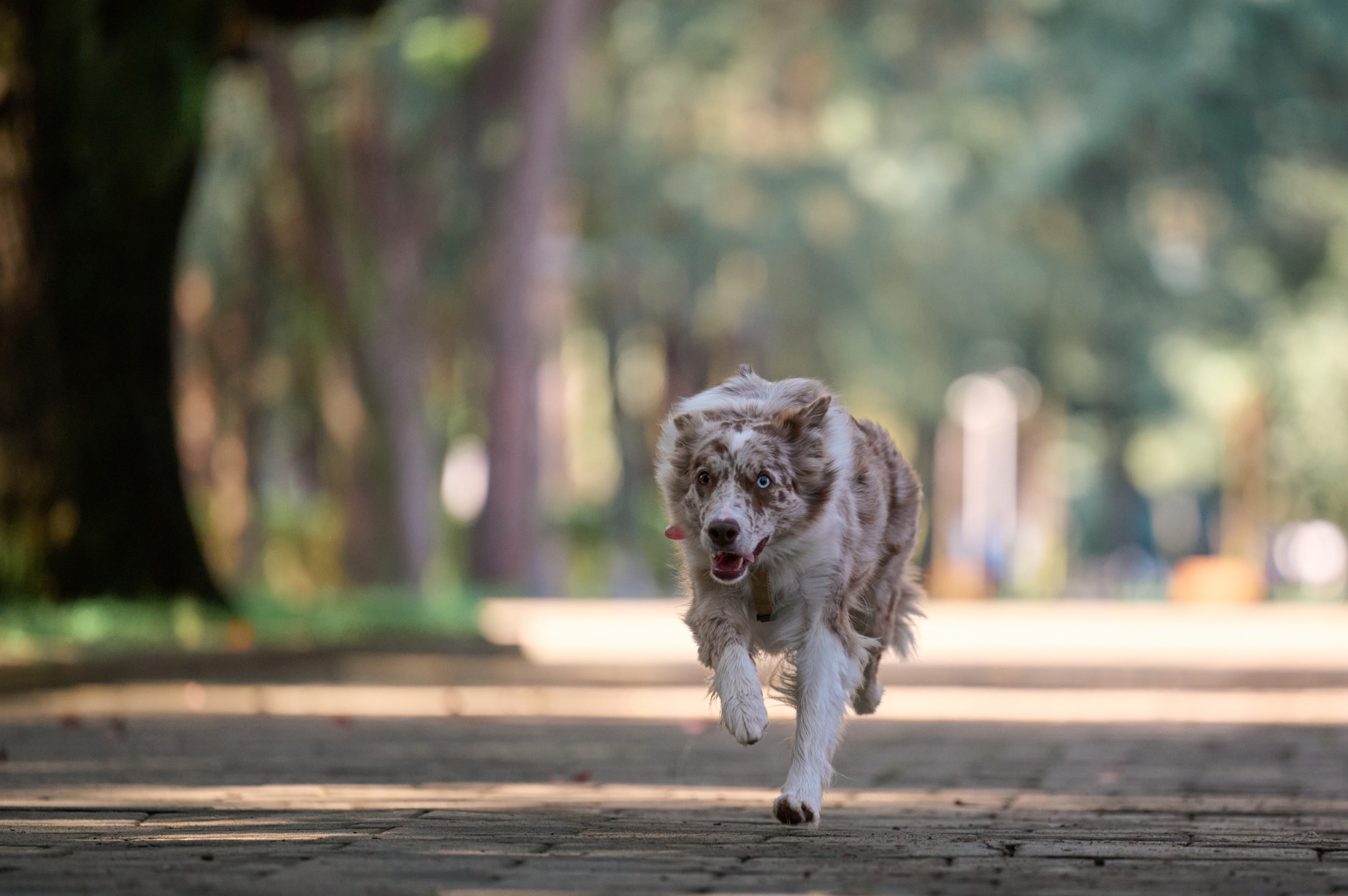 Полина и Бени. Фотограф анималист в Казани Алина Сулейманова. Фотограф животных