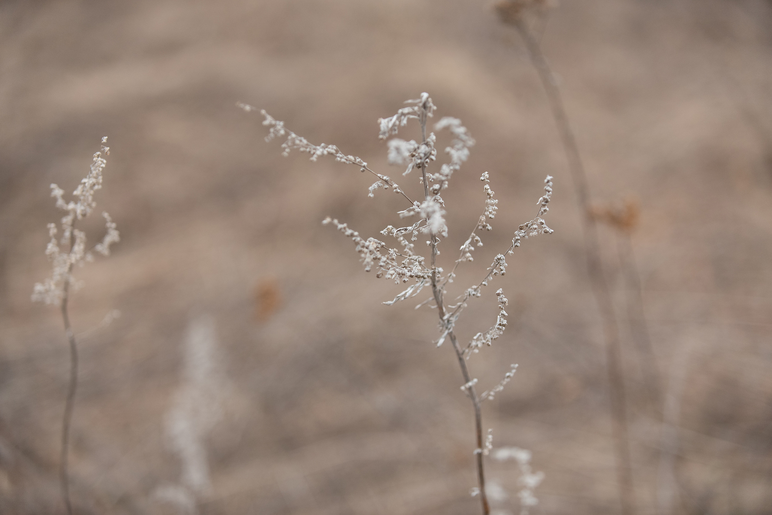 Детта. Фотограф анималист в Казани Алина Сулейманова. Фотограф животных