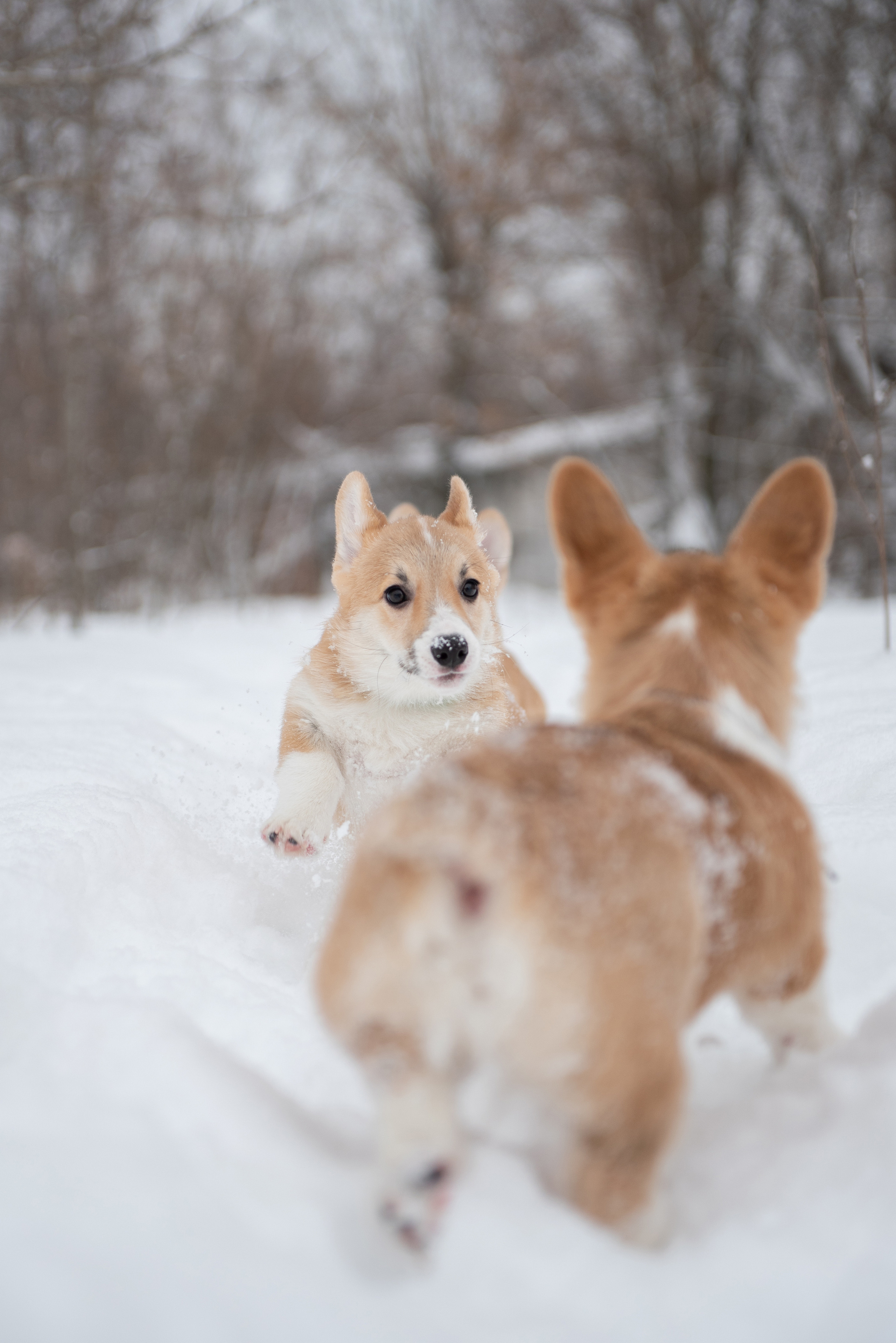 Щенки и котята на улице. Фотограф анималист в Казани Алина Сулейманова. Фотограф животных