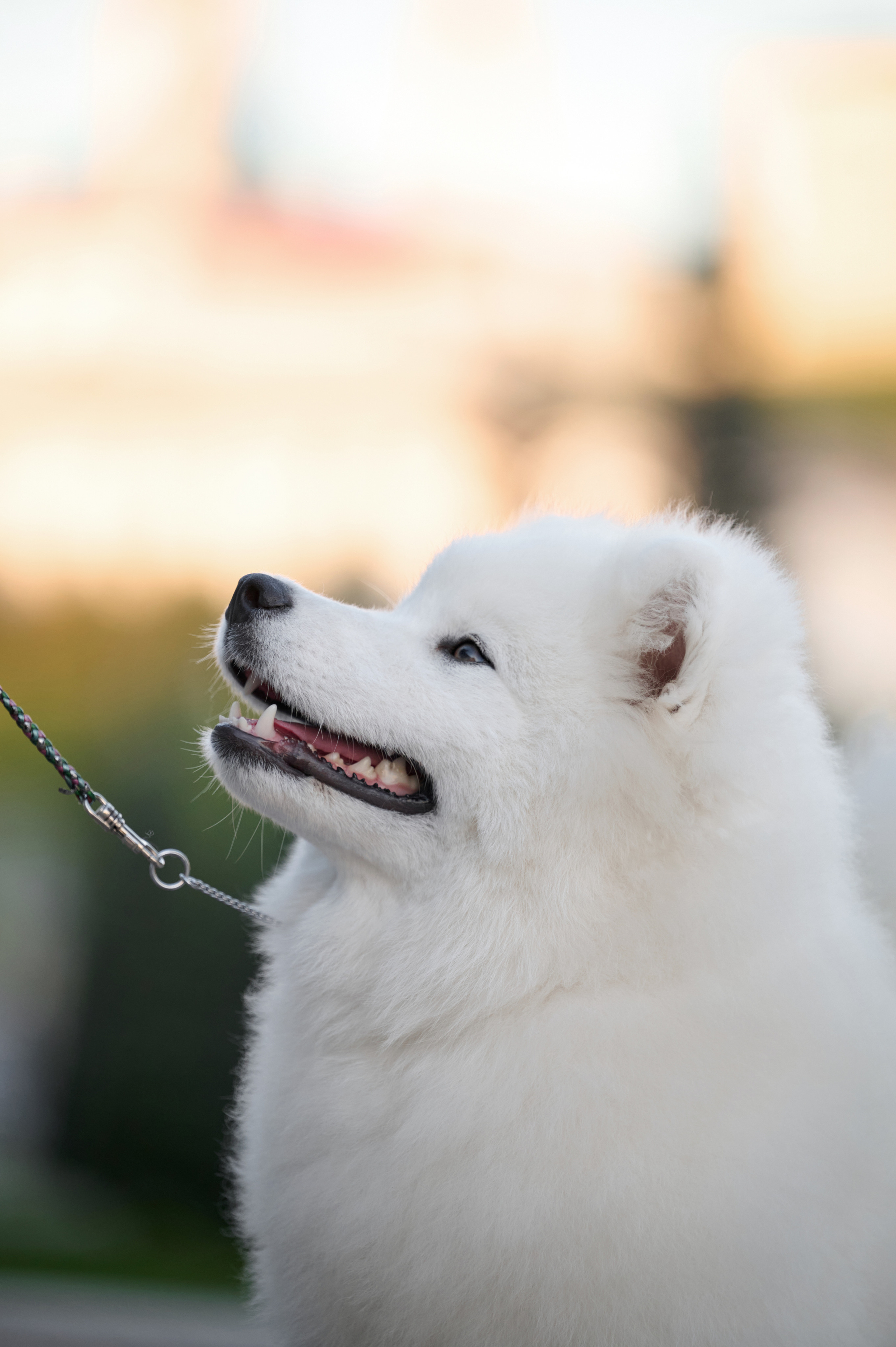 Щенки и котята на улице. Фотограф анималист в Казани Алина Сулейманова. Фотограф животных