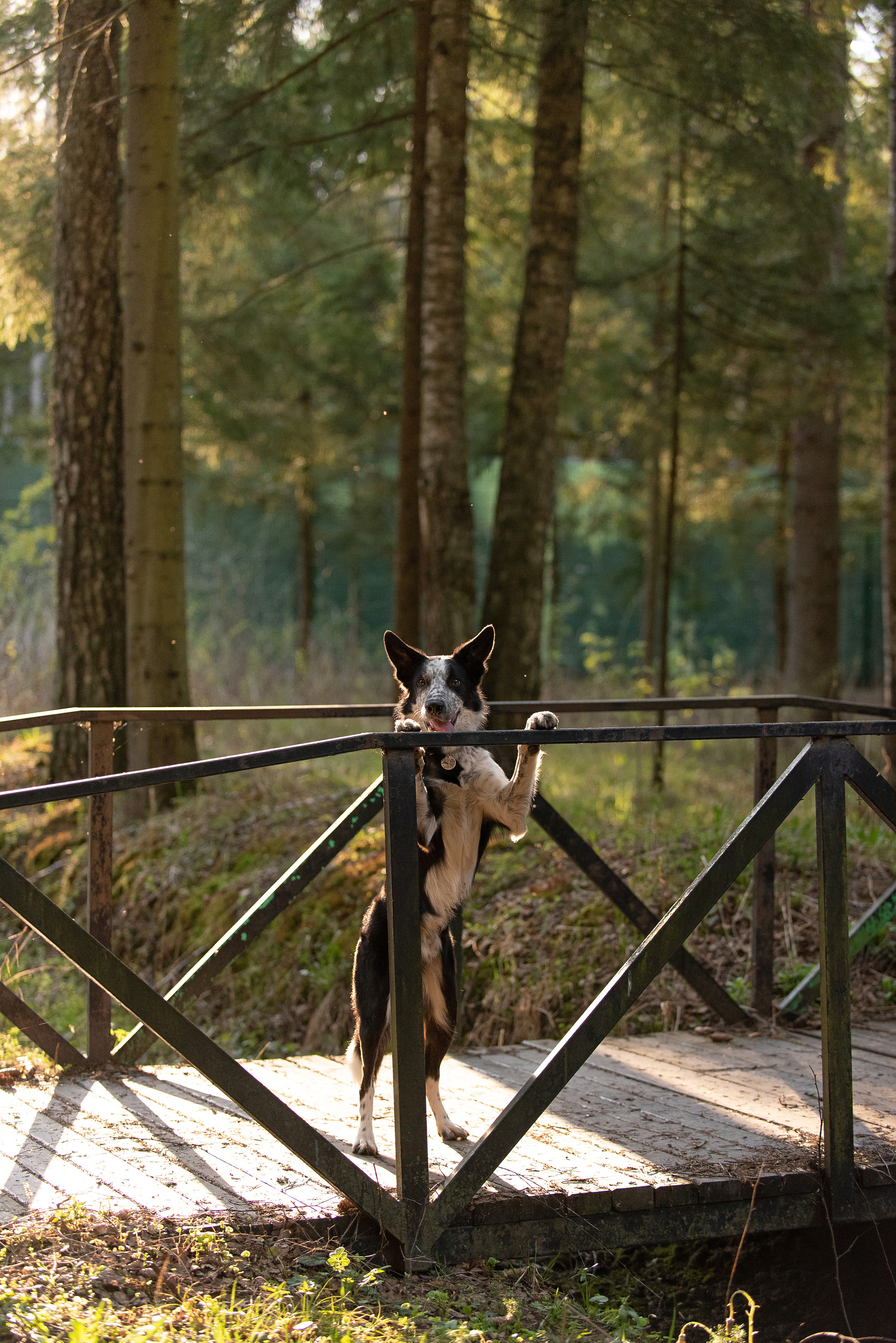 Анна и Милан. Фотограф анималист в Казани Алина Сулейманова. Фотограф животных