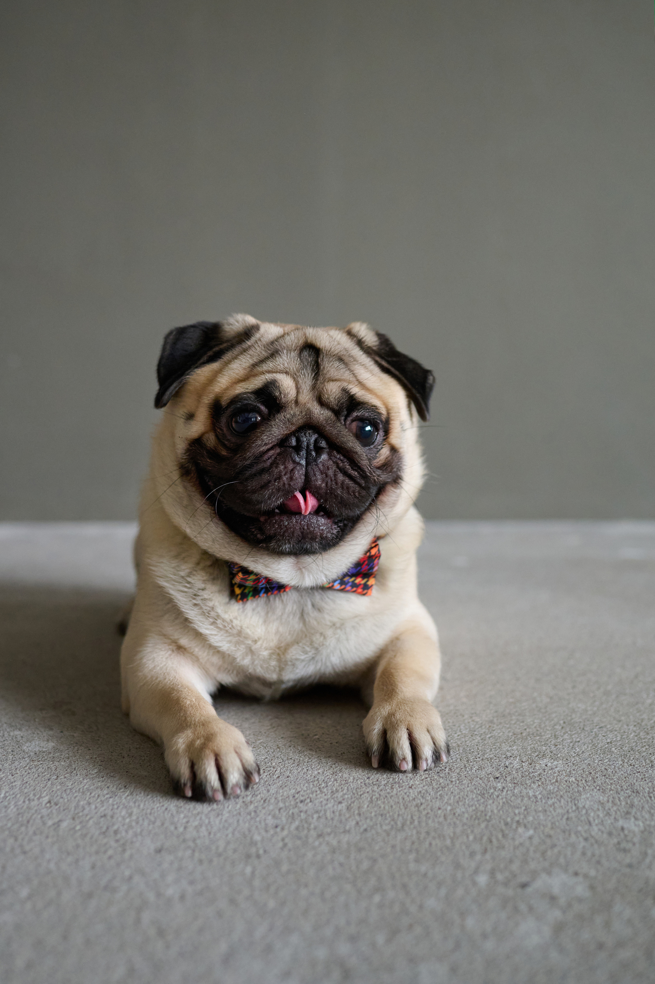 Мама и дочь. Фотограф анималист в Казани Алина Сулейманова. Фотограф животных