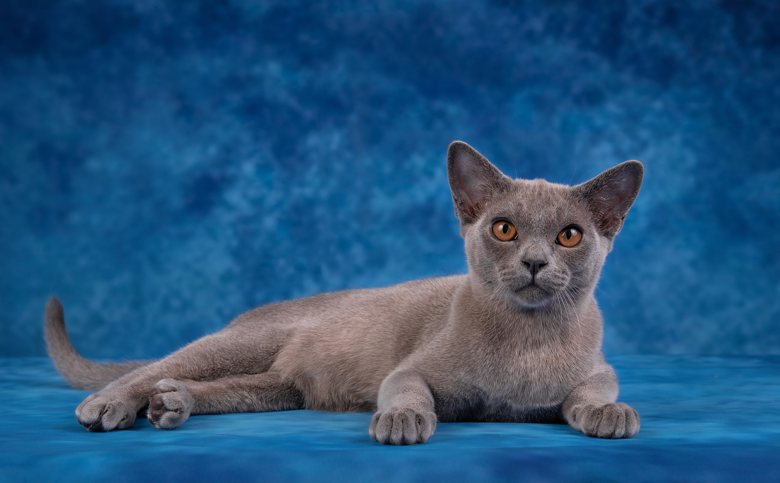 Котята в домашней студии. Фотограф анималист в Казани Алина Сулейманова. Фотограф животных