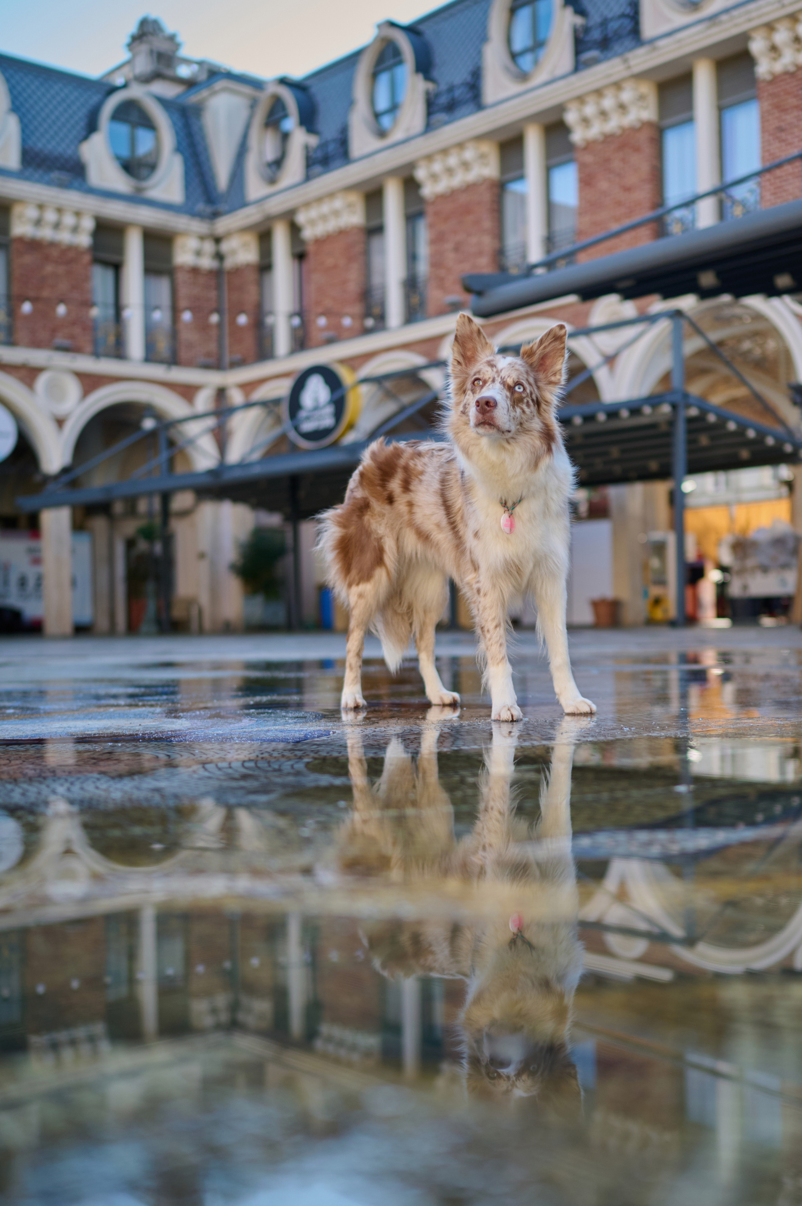 Полина и Бени. Фотограф анималист в Казани Алина Сулейманова. Фотограф животных