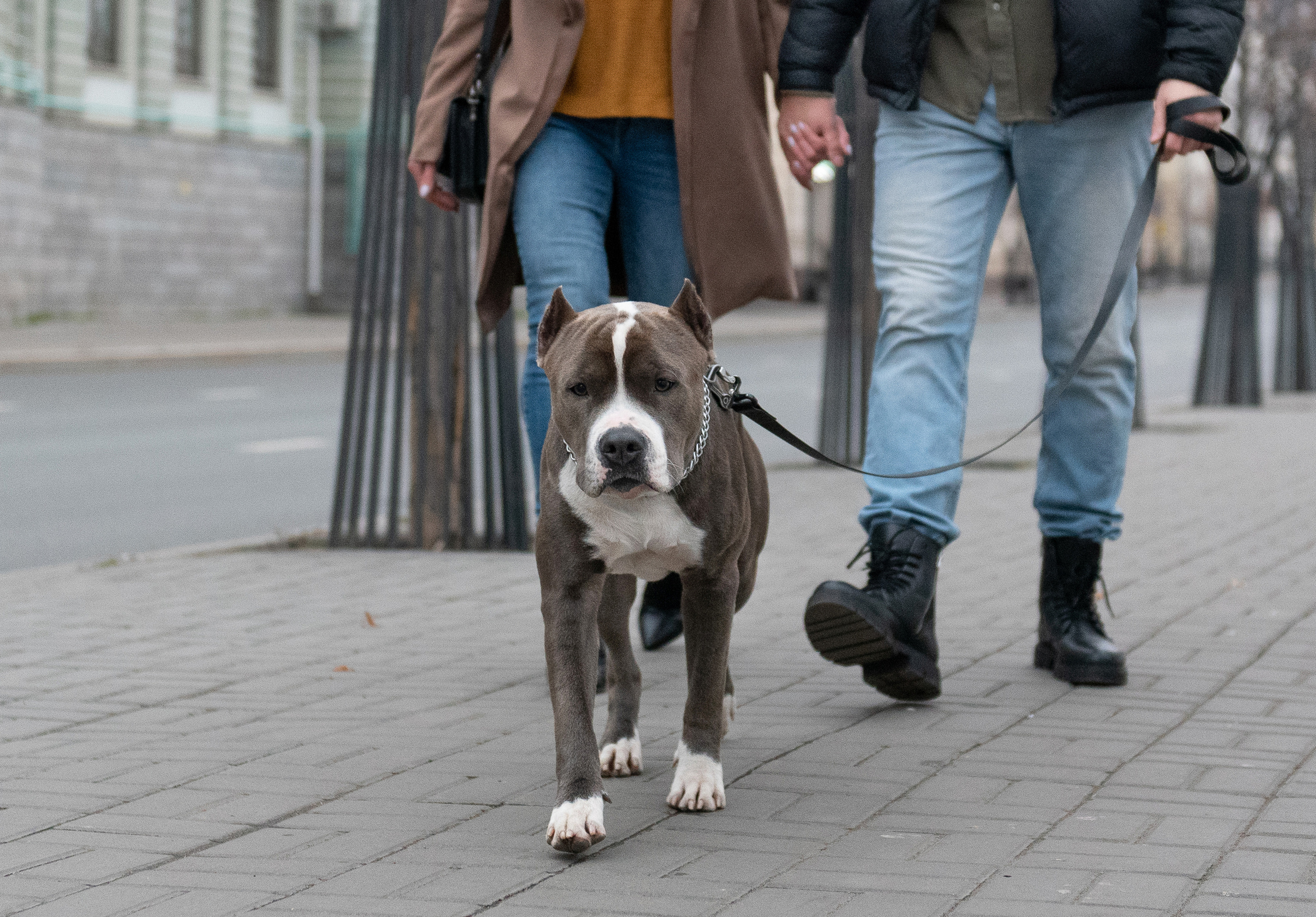 Ирина, Марат и Ричи. Фотограф анималист в Казани Алина Сулейманова. Фотограф животных