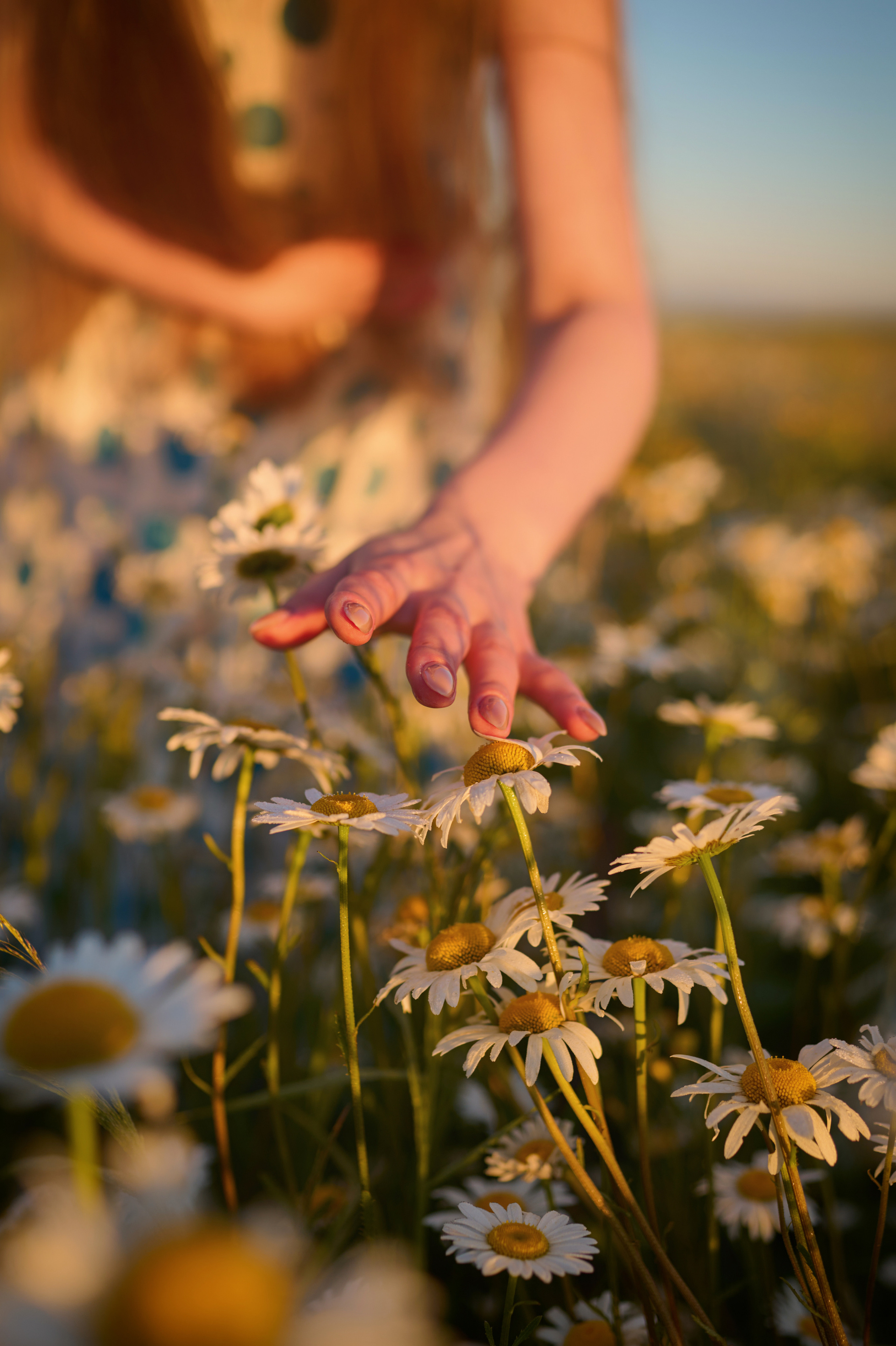 Екатерина. На заре. Фотограф анималист в Казани Алина Сулейманова. Фотограф животных