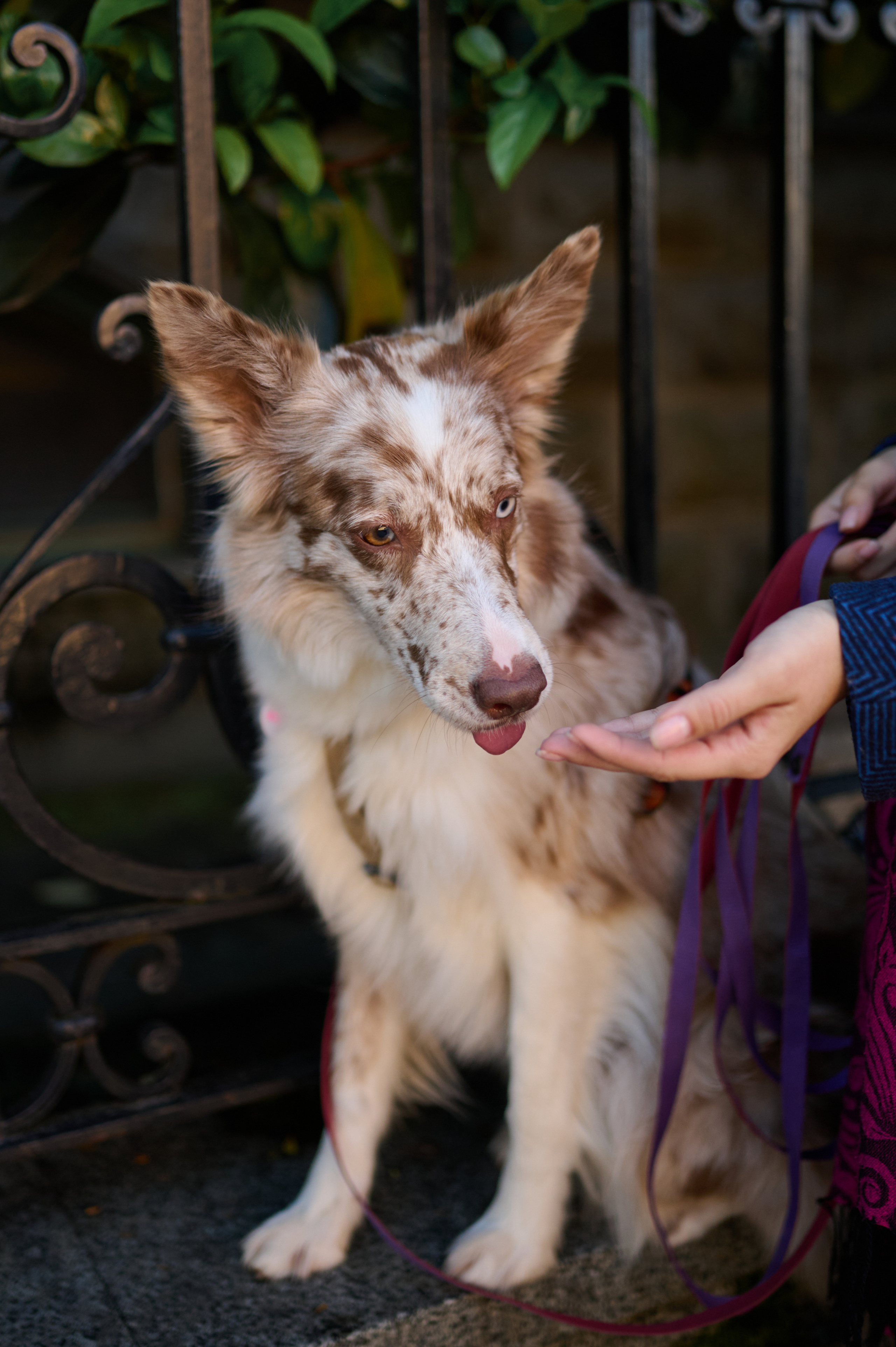 Полина и Бени. Фотограф анималист в Казани Алина Сулейманова. Фотограф животных