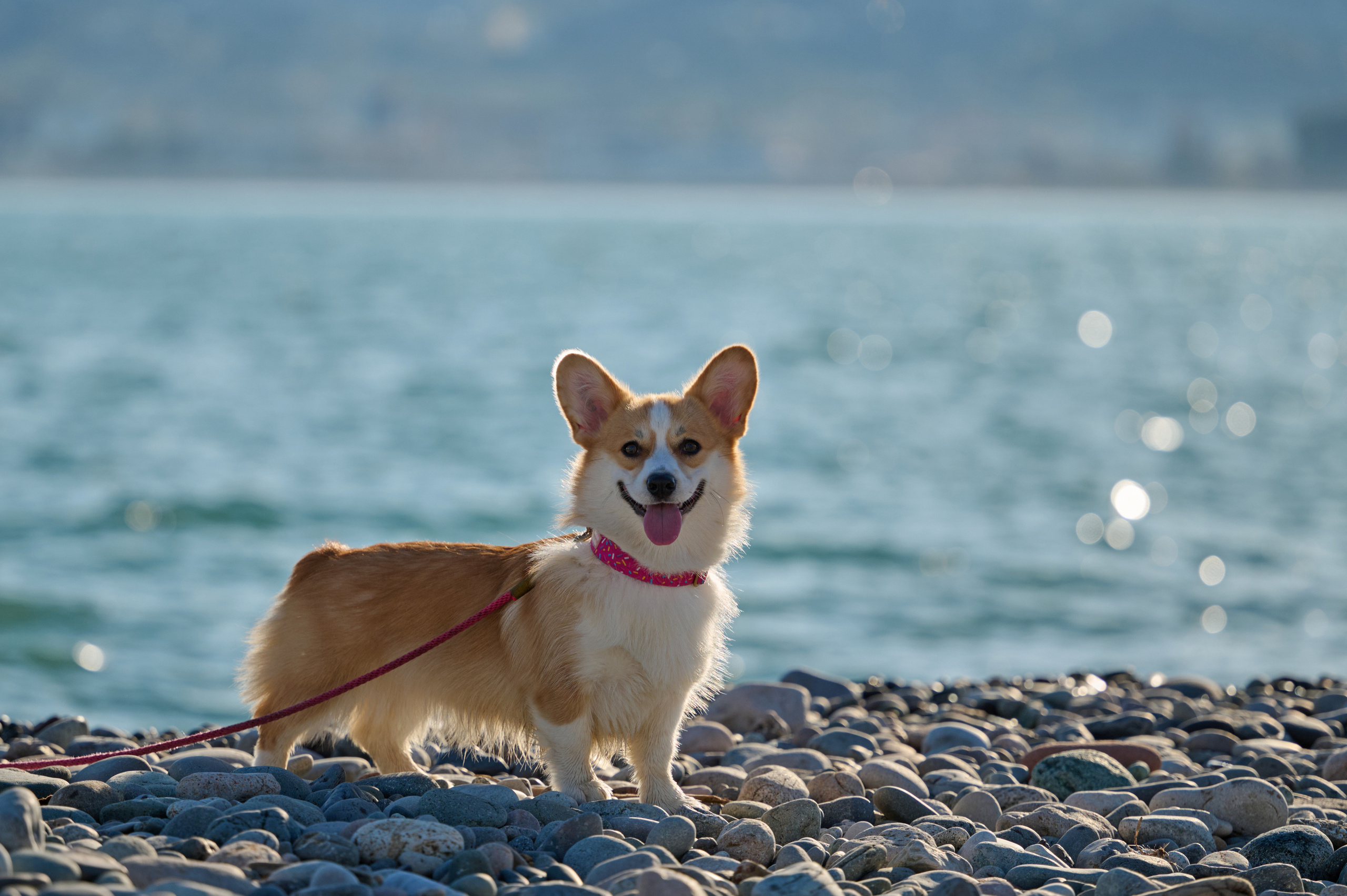 Катя, Данил и Деби. Фотограф анималист в Казани Алина Сулейманова. Фотограф животных