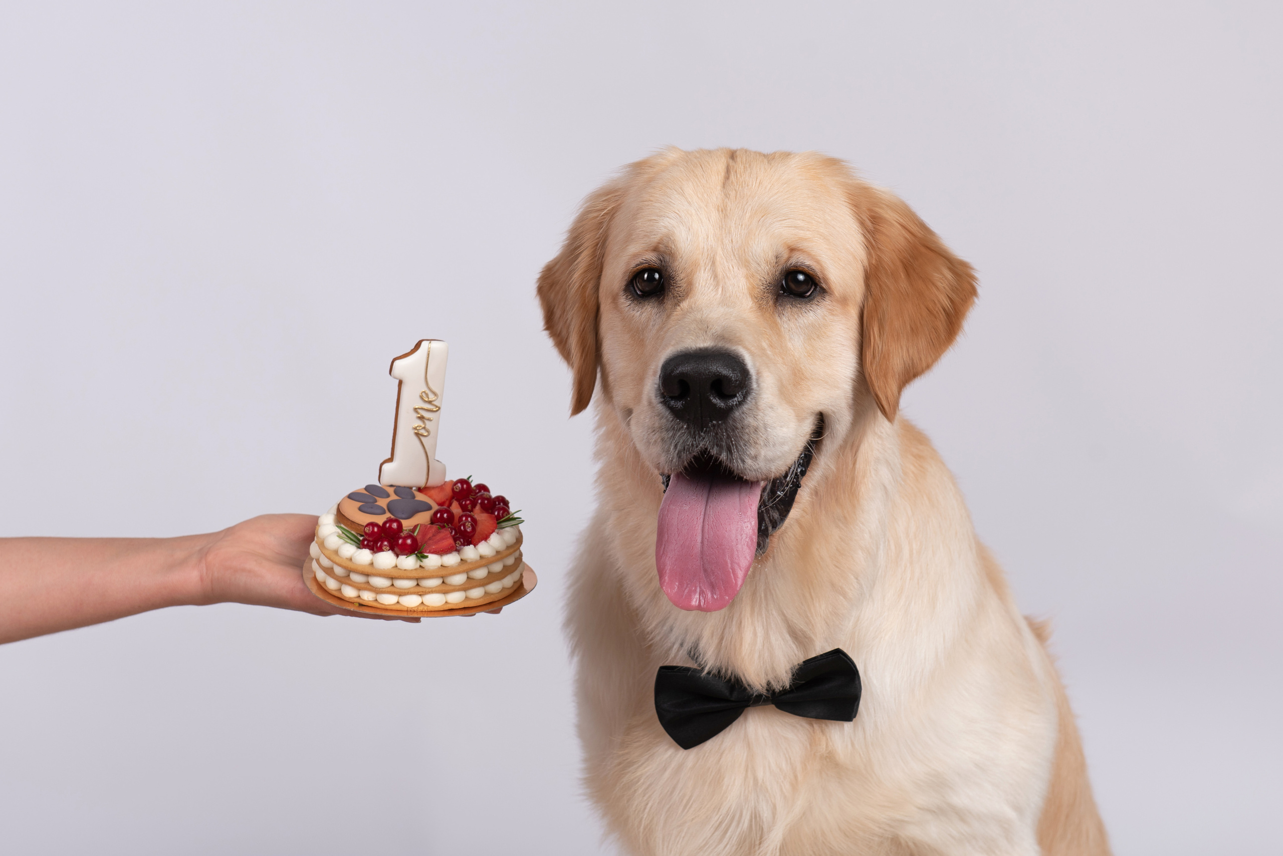 Чарли 1 год. Фотограф анималист в Казани Алина Сулейманова. Фотограф животных