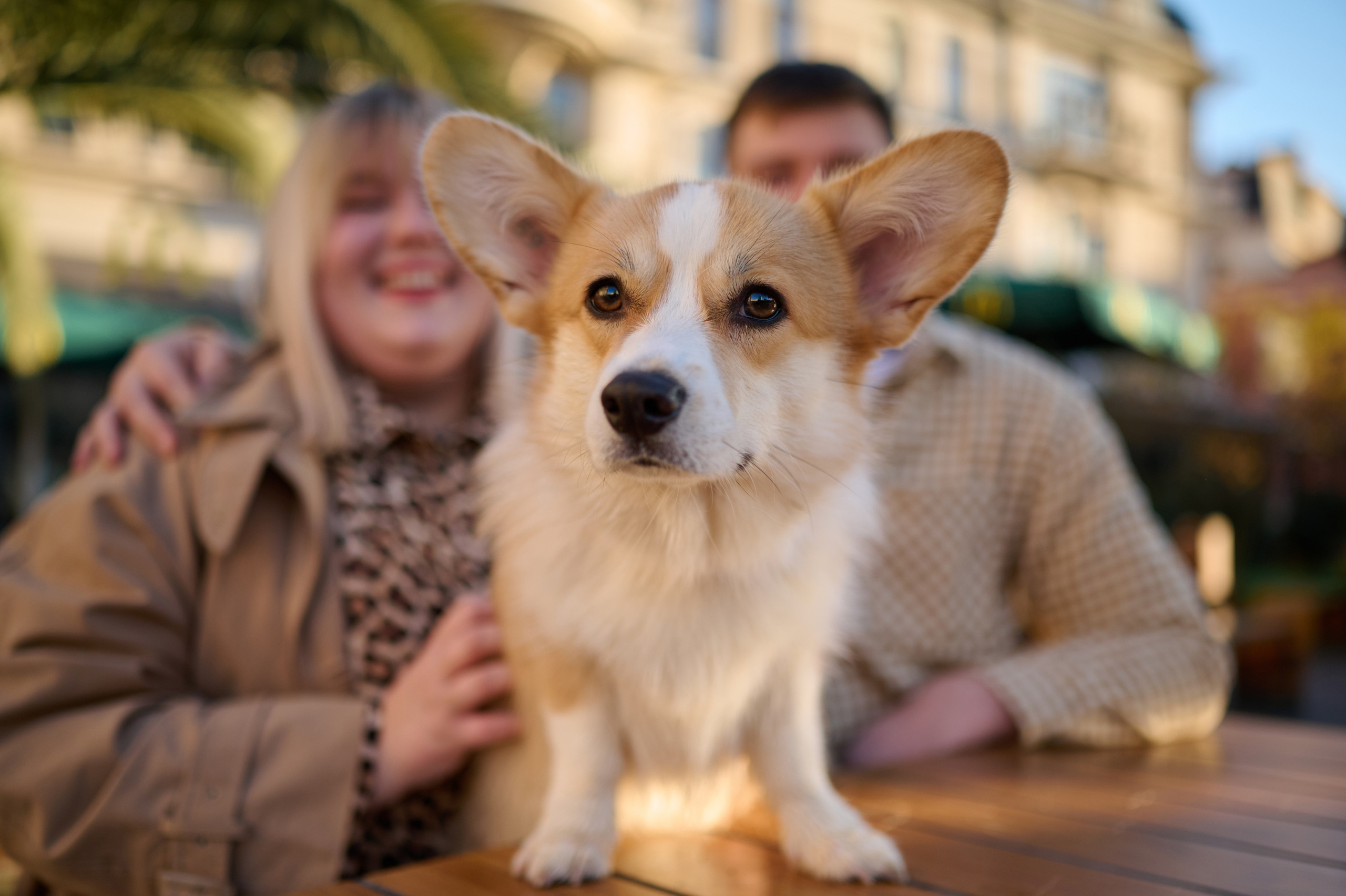 Катя, Данил и Деби. Фотограф анималист в Казани Алина Сулейманова. Фотограф животных