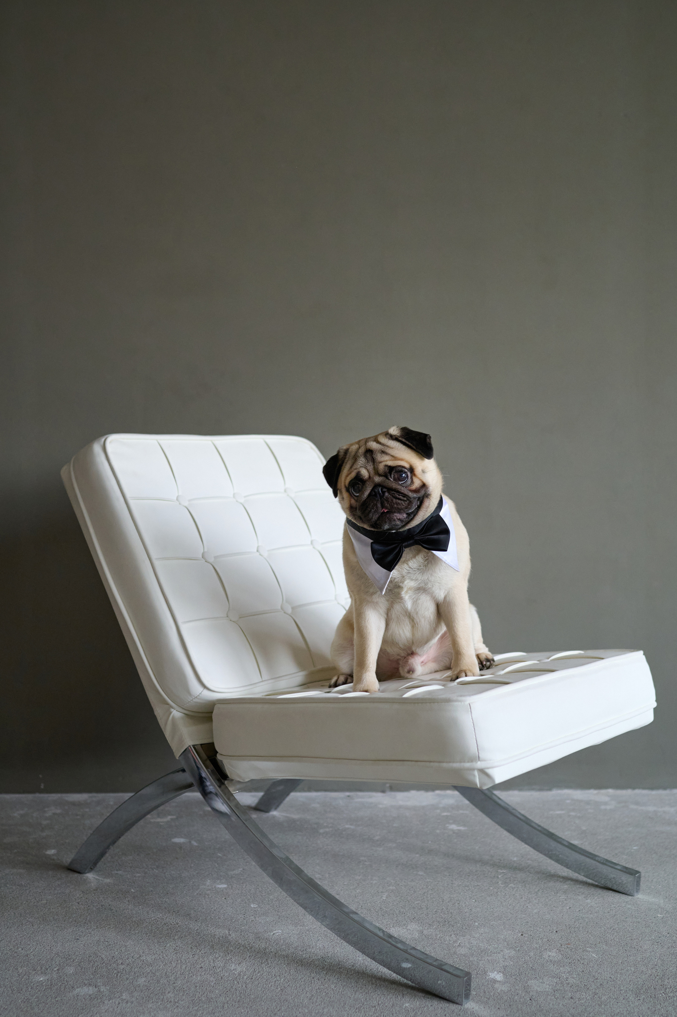 Мама и дочь. Фотограф анималист в Казани Алина Сулейманова. Фотограф животных