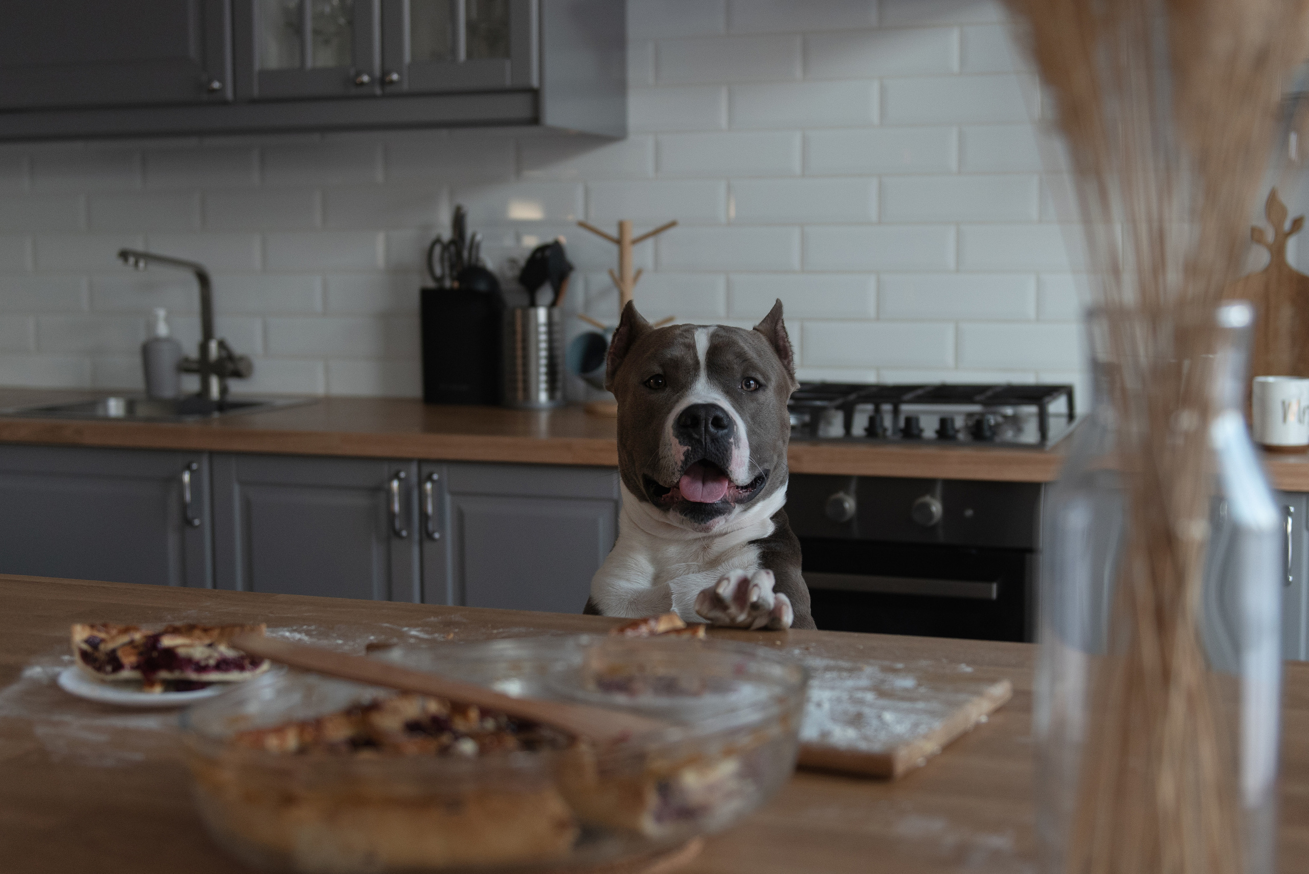 Ирина, Марат и Ричард. Фотограф анималист в Казани Алина Сулейманова. Фотограф животных