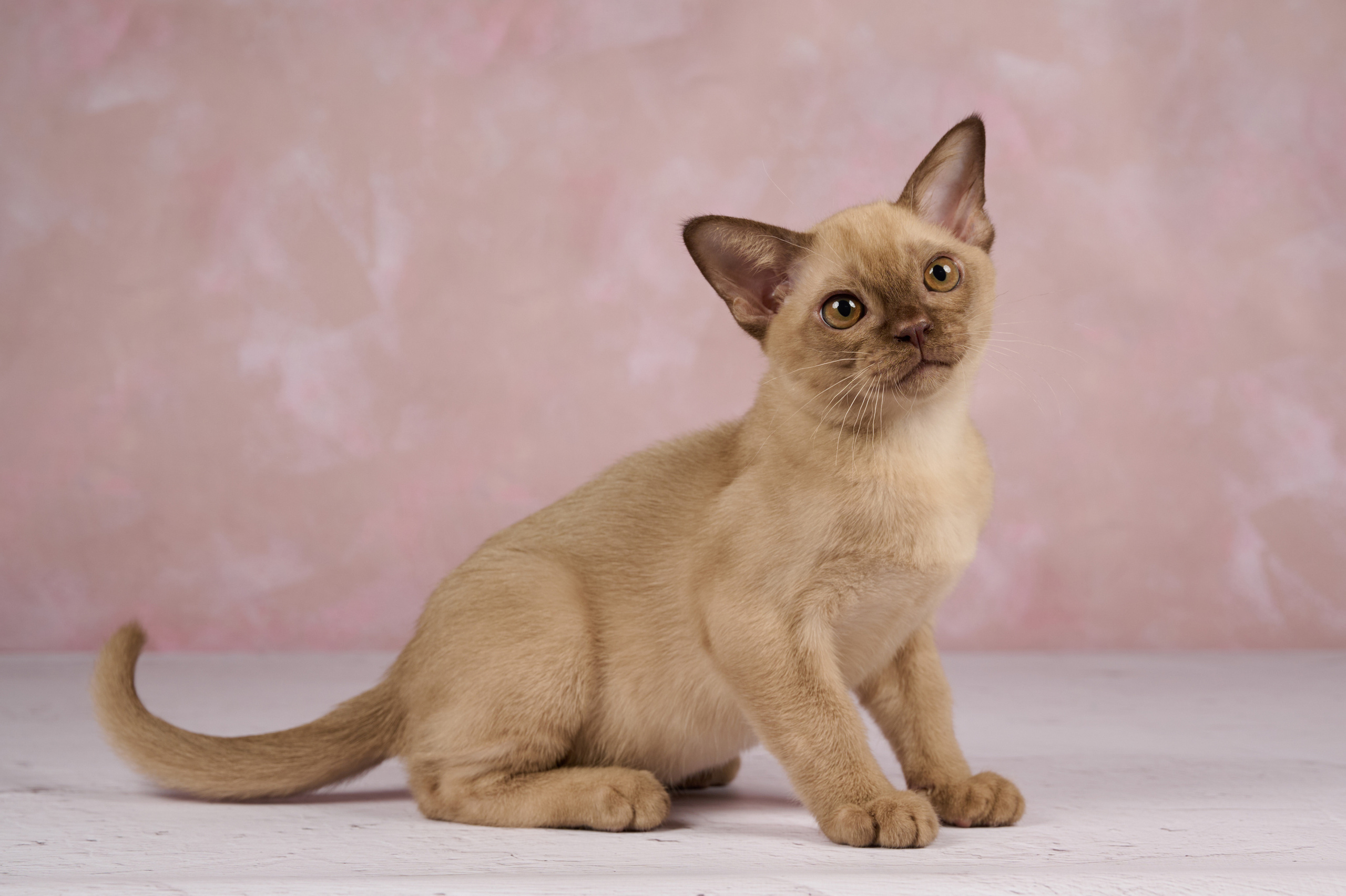 Котята в домашней студии. Фотограф анималист в Казани Алина Сулейманова. Фотограф животных