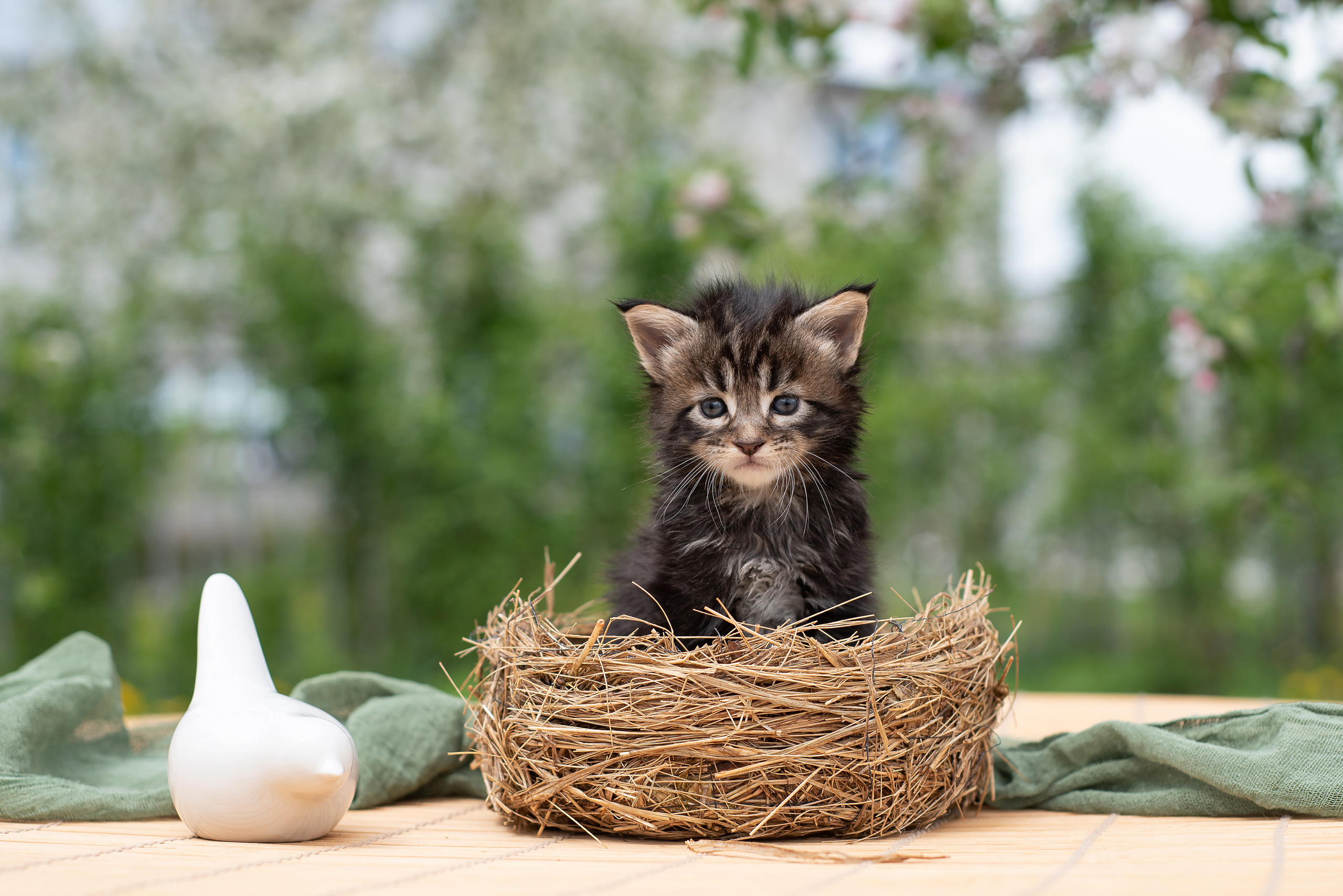Щенки и котята на улице. Фотограф анималист в Казани Алина Сулейманова. Фотограф животных