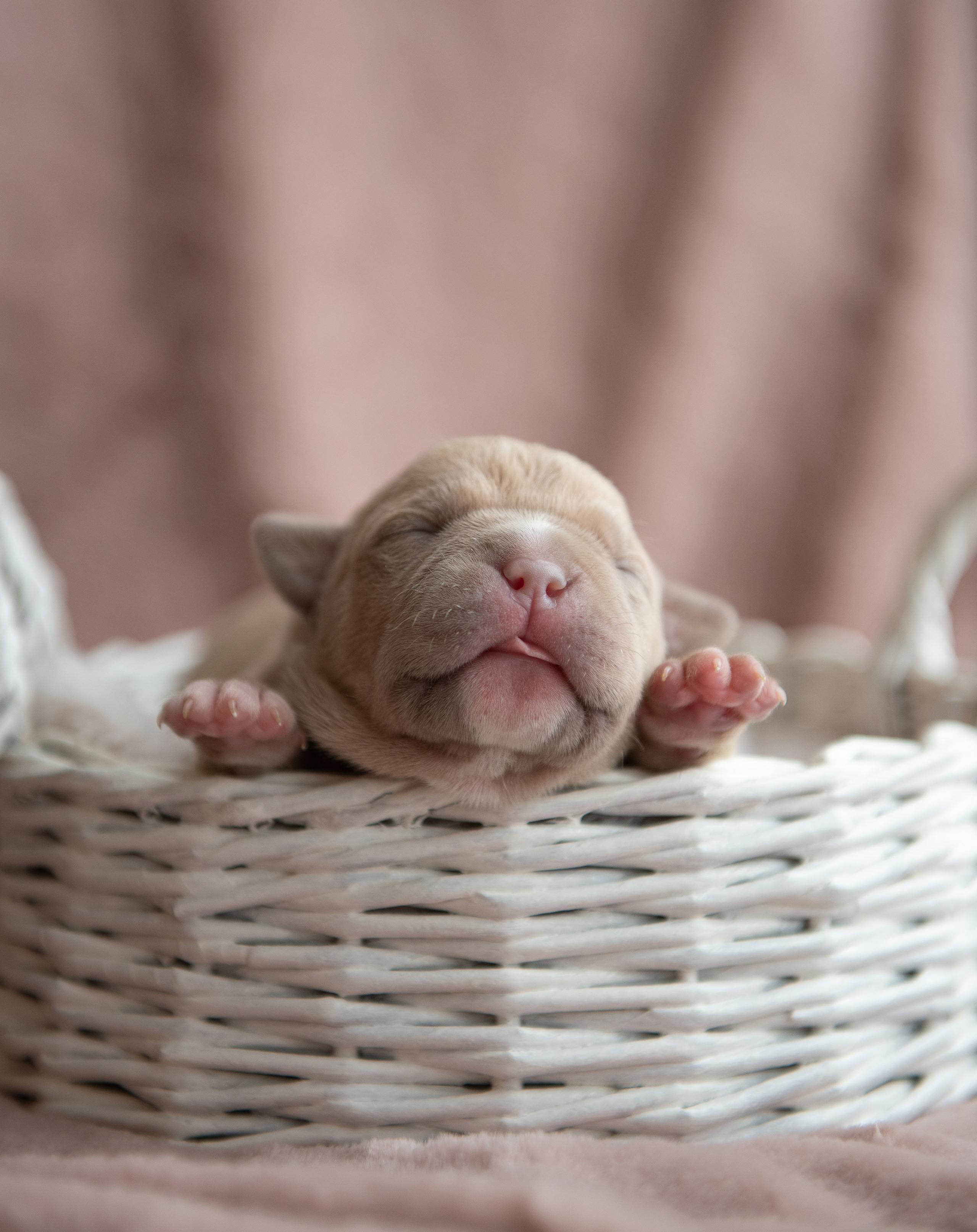 Щенки в домашней студии. Фотограф анималист в Казани Алина Сулейманова. Фотограф животных