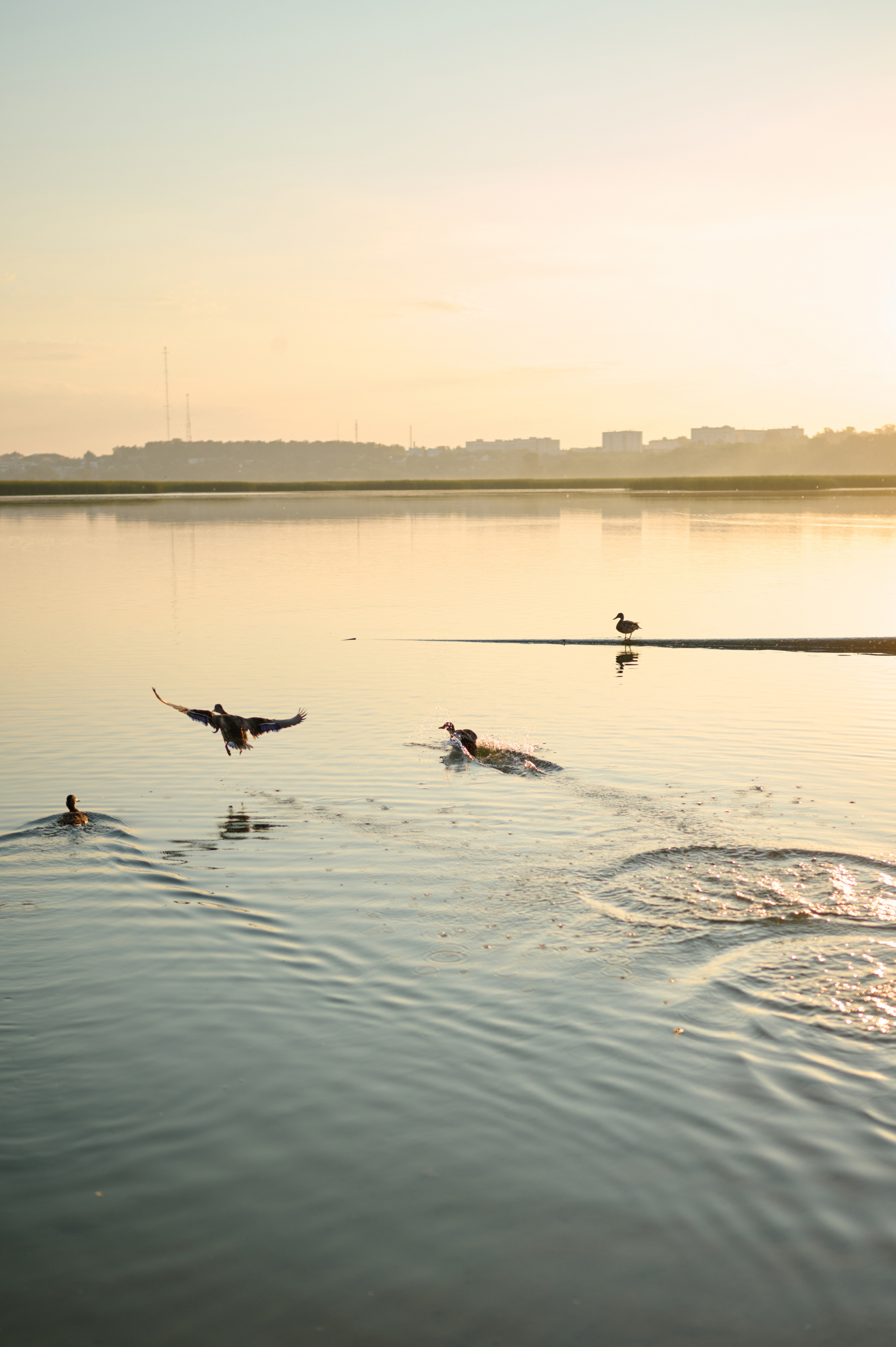 Елизавета и Елена. Сёстры. Фотограф анималист в Казани Алина Сулейманова. Фотограф животных