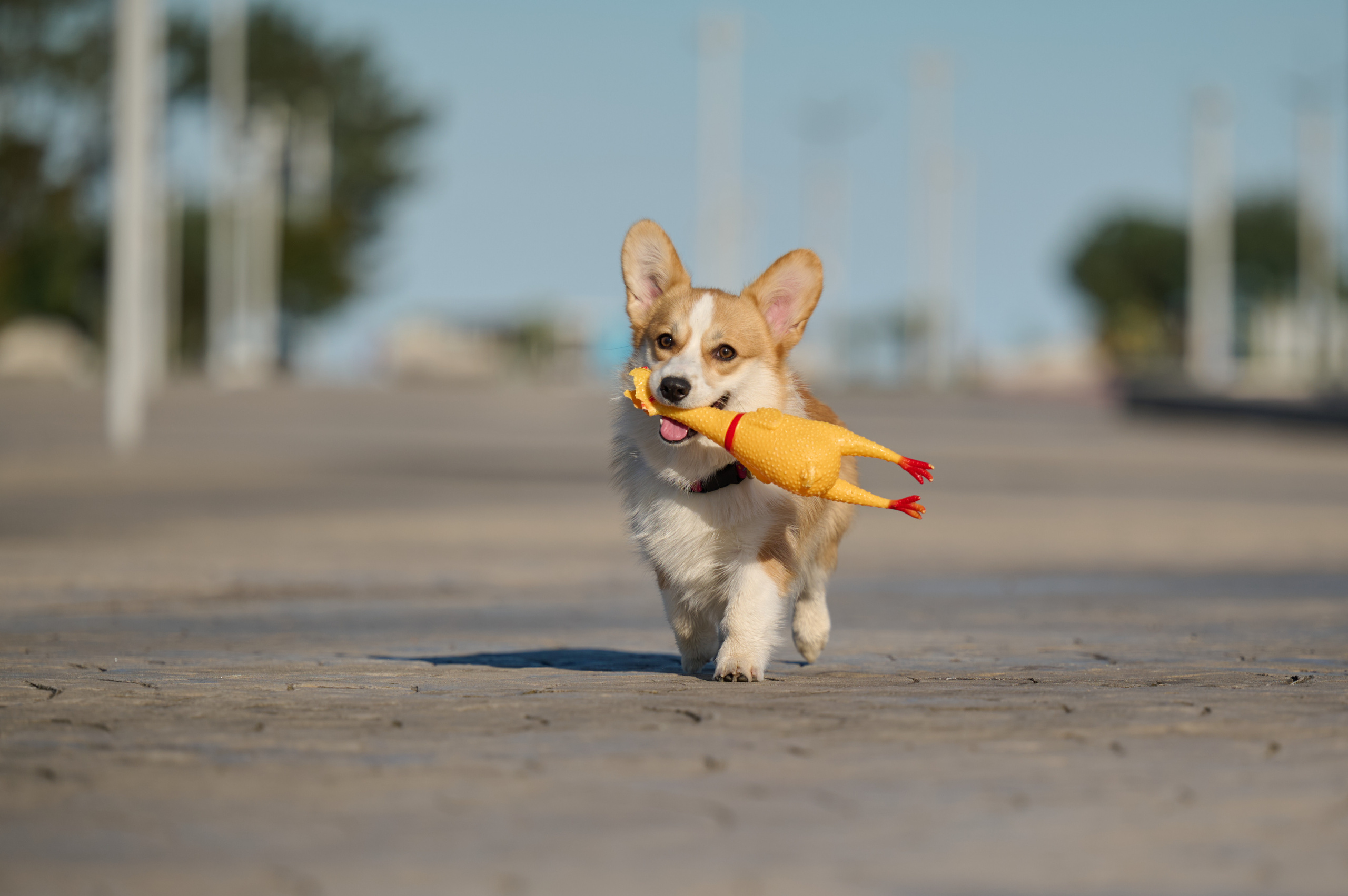 Катя, Данил и Деби. Фотограф анималист в Казани Алина Сулейманова. Фотограф животных