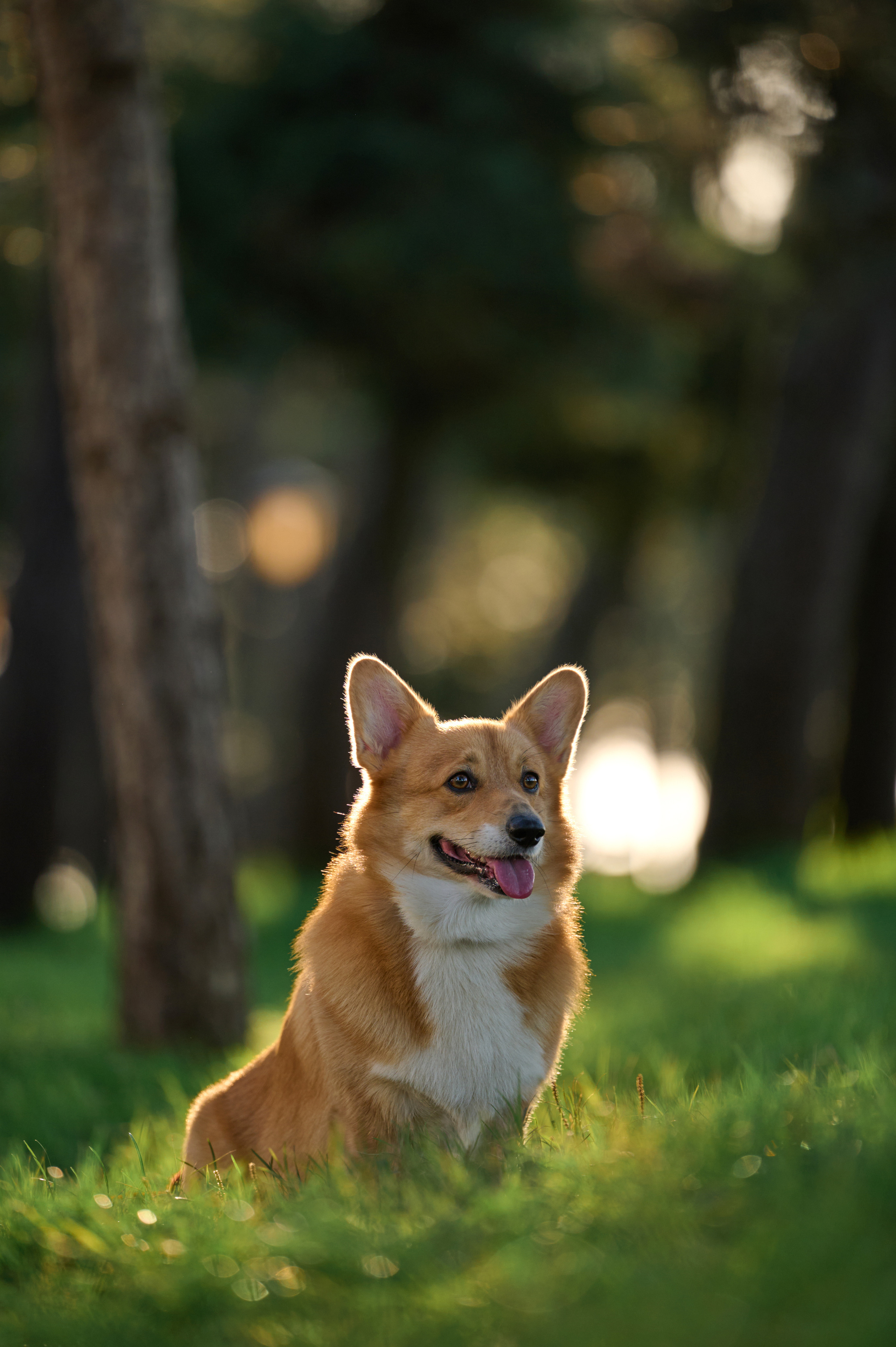 Полина и Вайрон. Фотограф анималист в Казани Алина Сулейманова. Фотограф животных