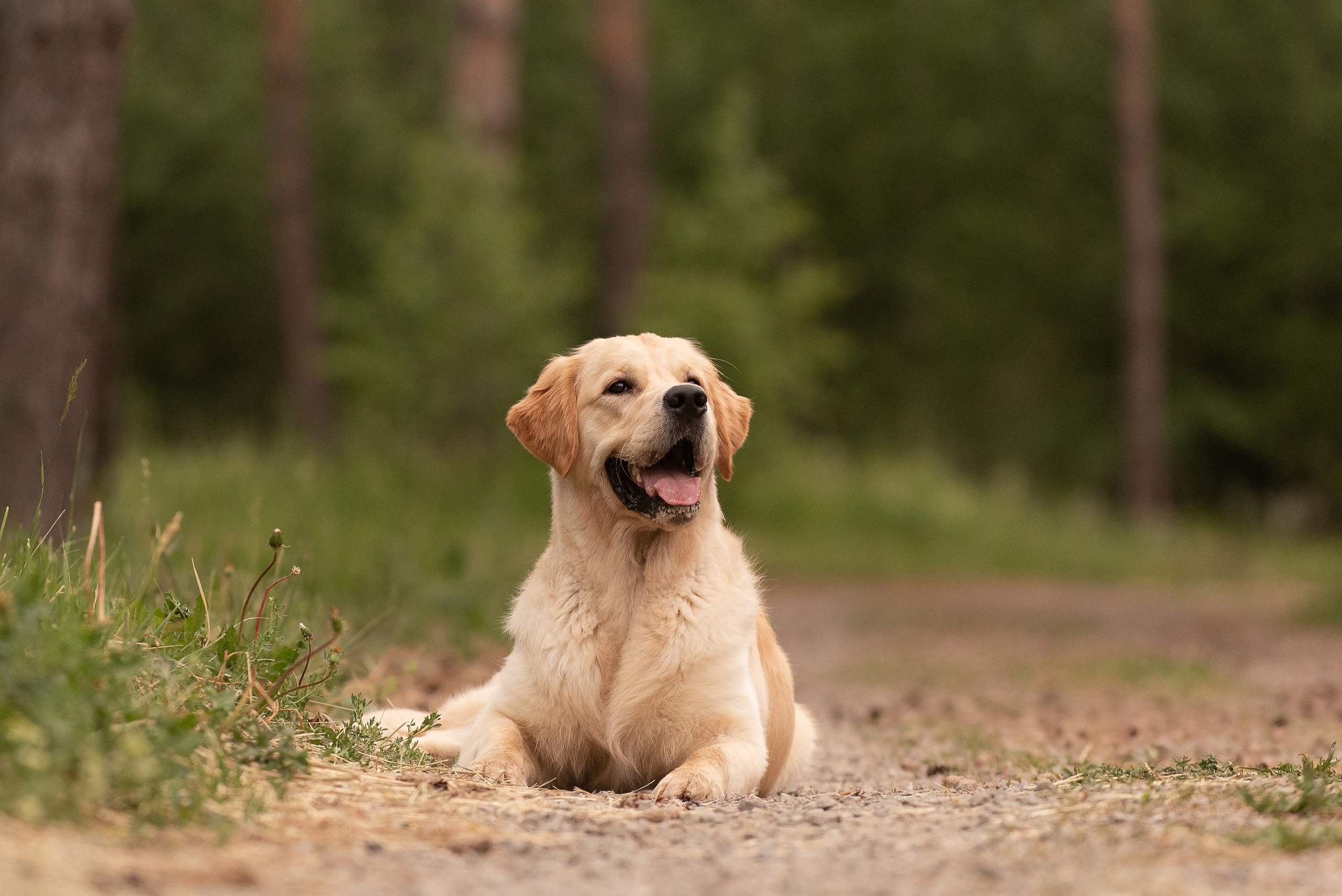 Светлана и Чарли. Фотограф анималист в Казани Алина Сулейманова. Фотограф животных