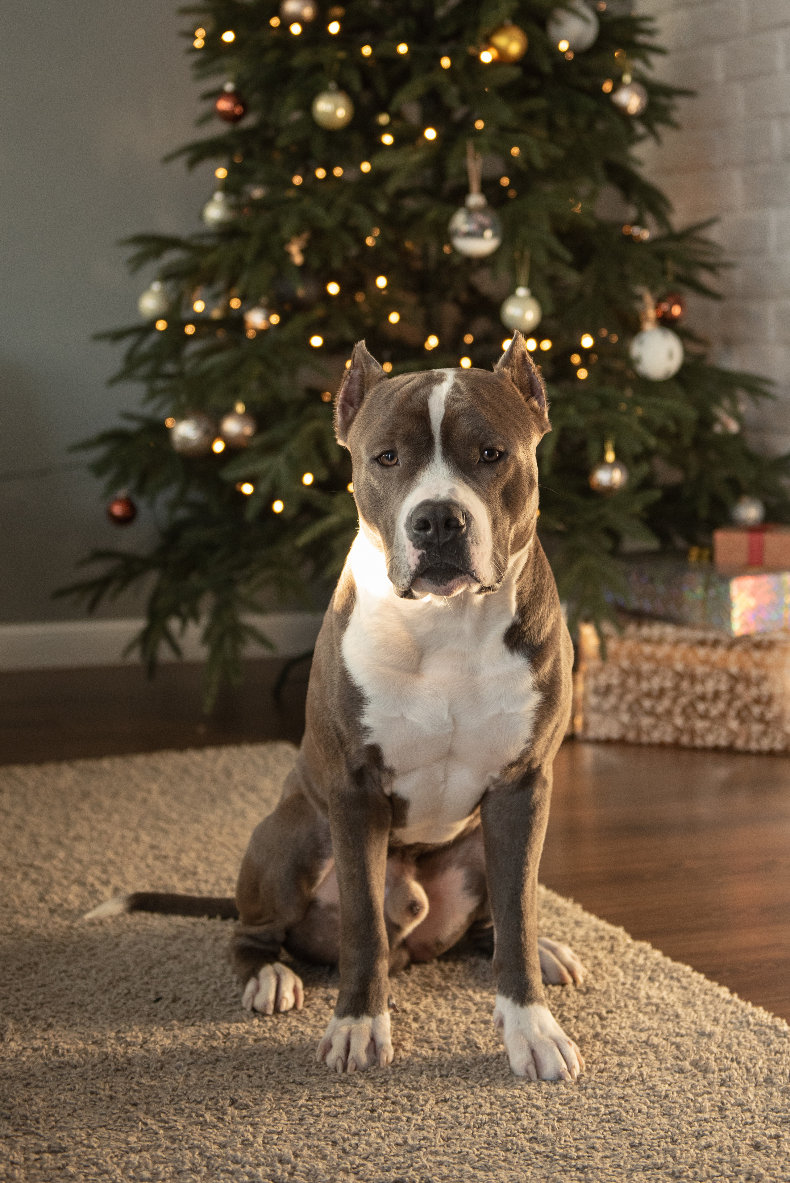 Ирина, Марат и Ричард. Фотограф анималист в Казани Алина Сулейманова. Фотограф животных