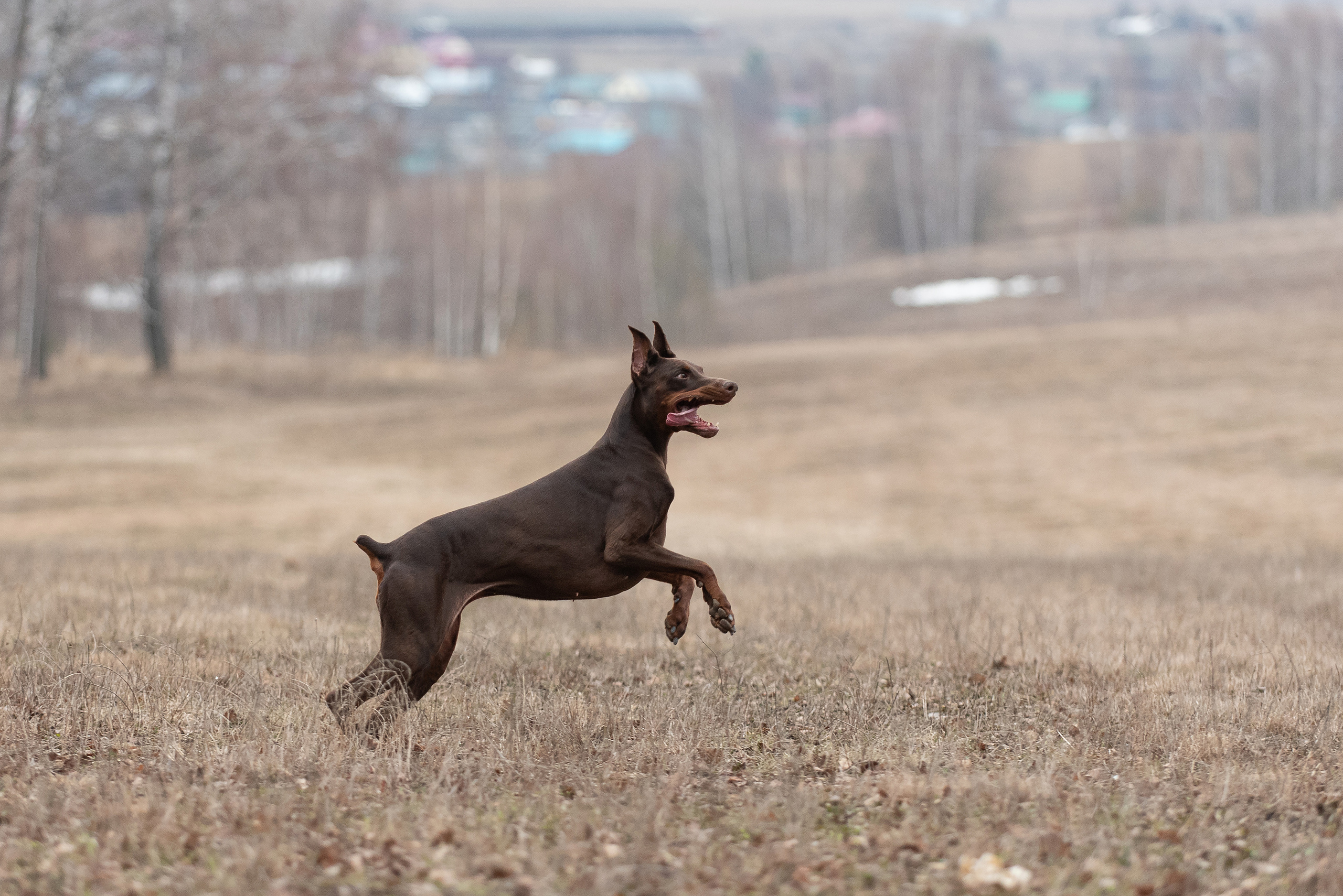 Детта. Фотограф анималист в Казани Алина Сулейманова. Фотограф животных