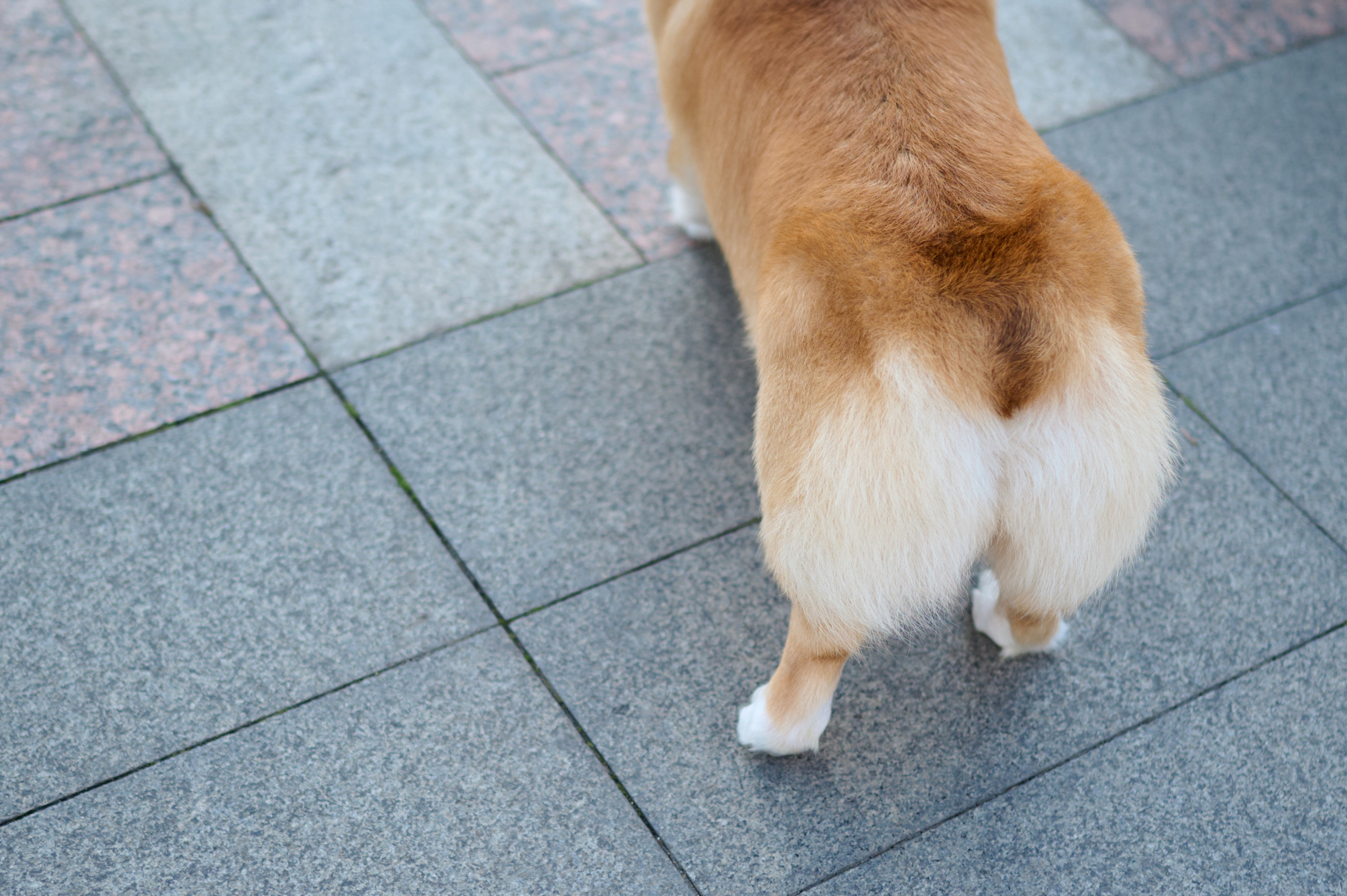 Полина и Вайрон. Фотограф анималист в Казани Алина Сулейманова. Фотограф животных