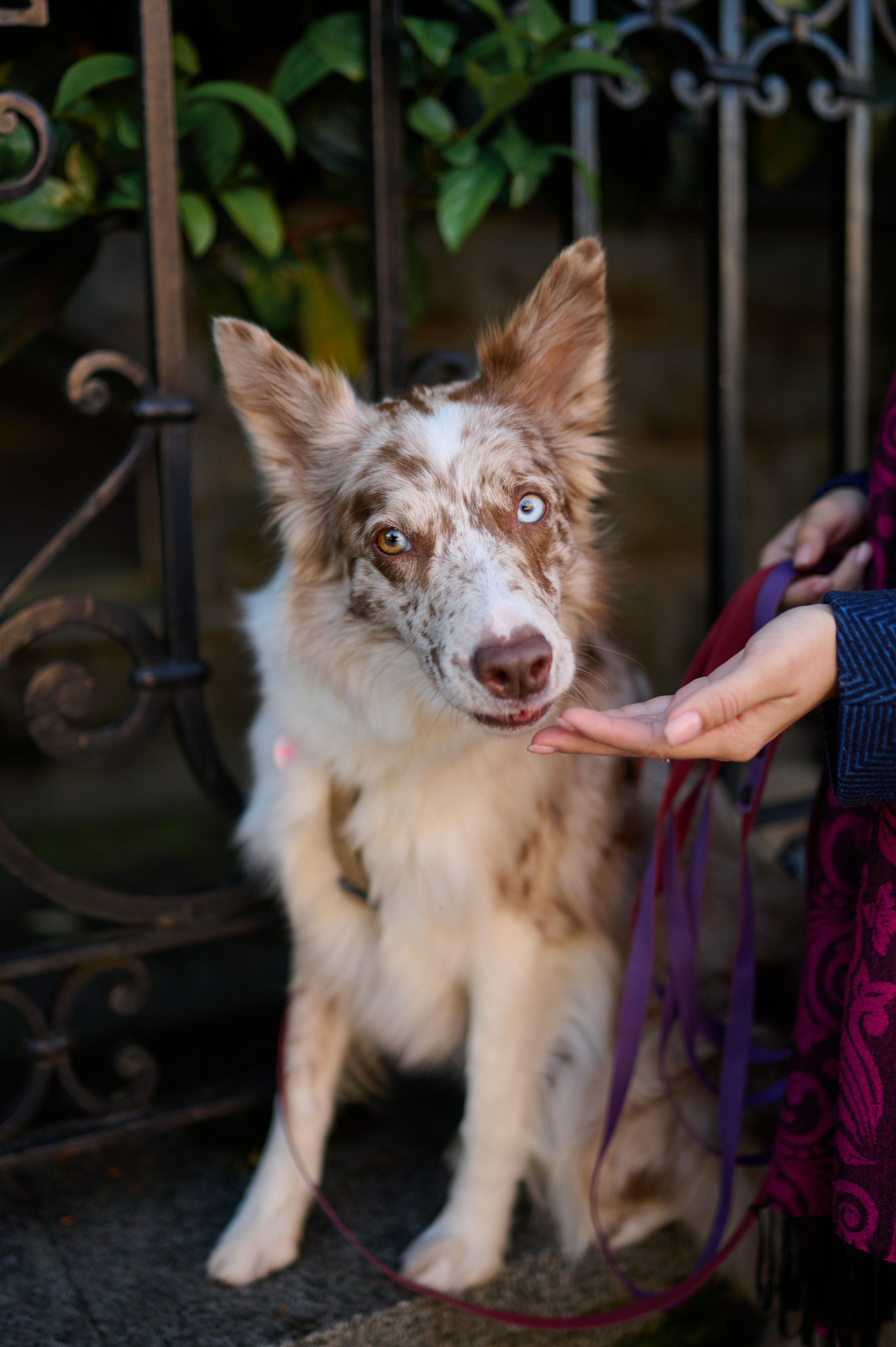 Полина и Бени. Фотограф анималист в Казани Алина Сулейманова. Фотограф животных