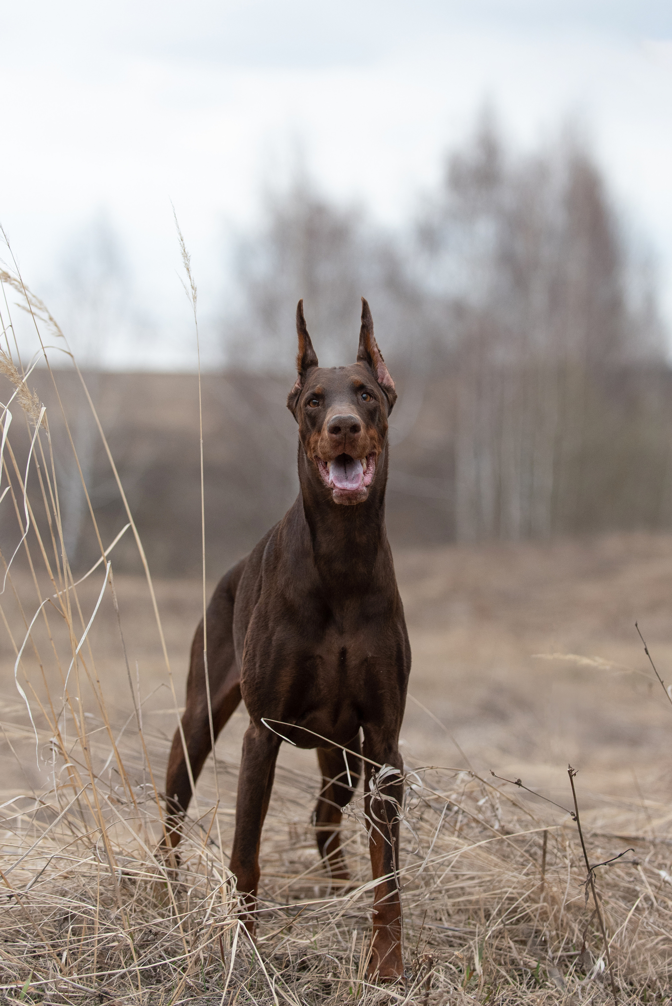 Детта. Фотограф анималист в Казани Алина Сулейманова. Фотограф животных