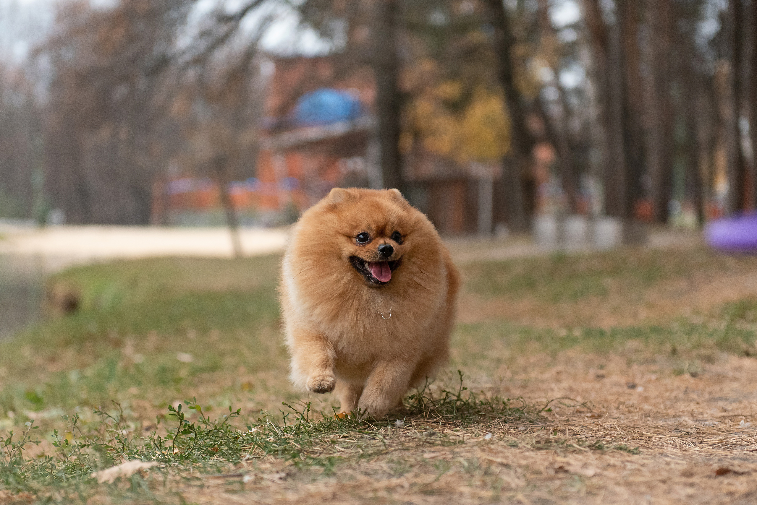 Зарина и Джонни. Фотограф анималист в Казани Алина Сулейманова. Фотограф животных