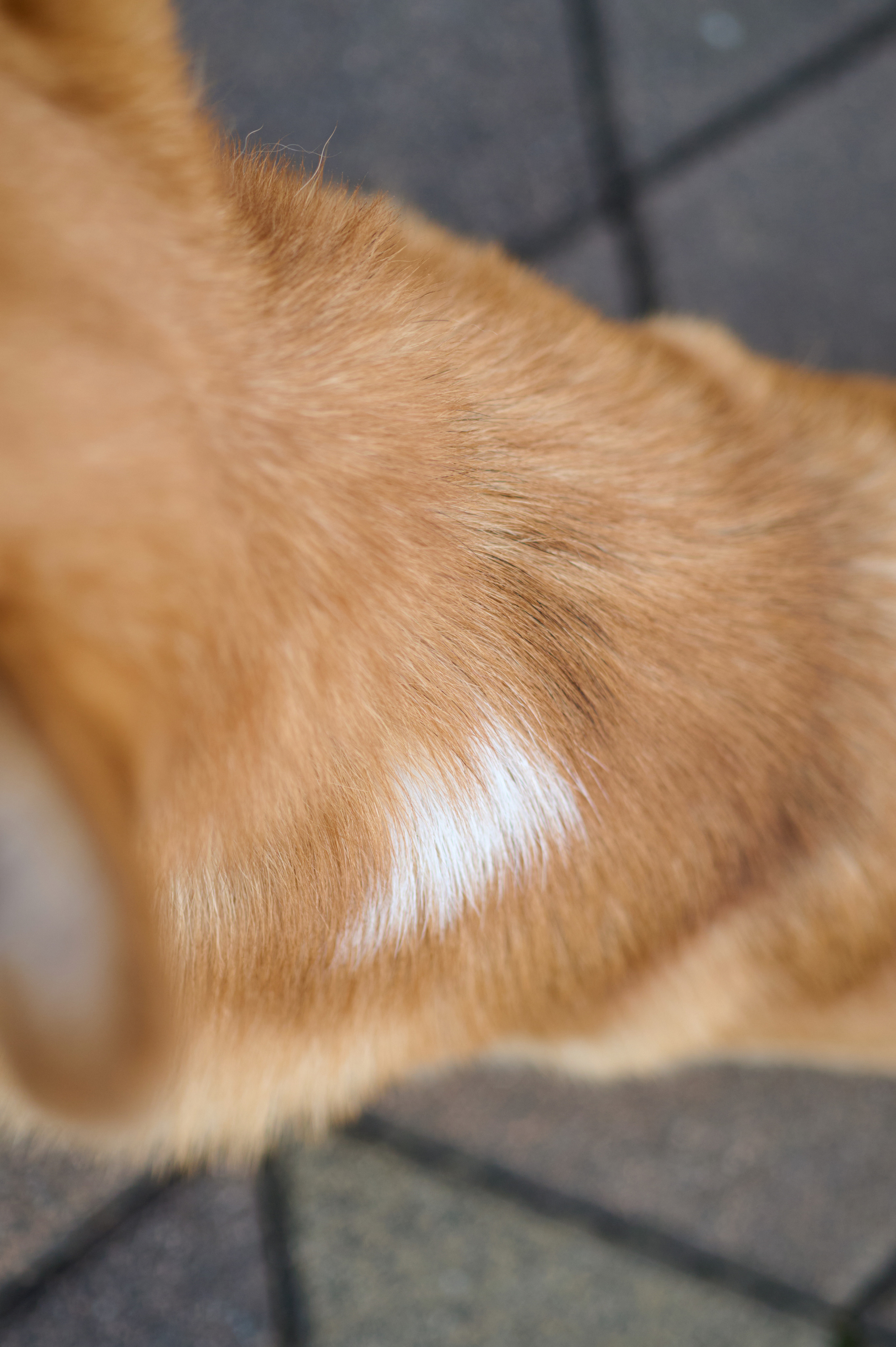 Полина и Вайрон. Фотограф анималист в Казани Алина Сулейманова. Фотограф животных