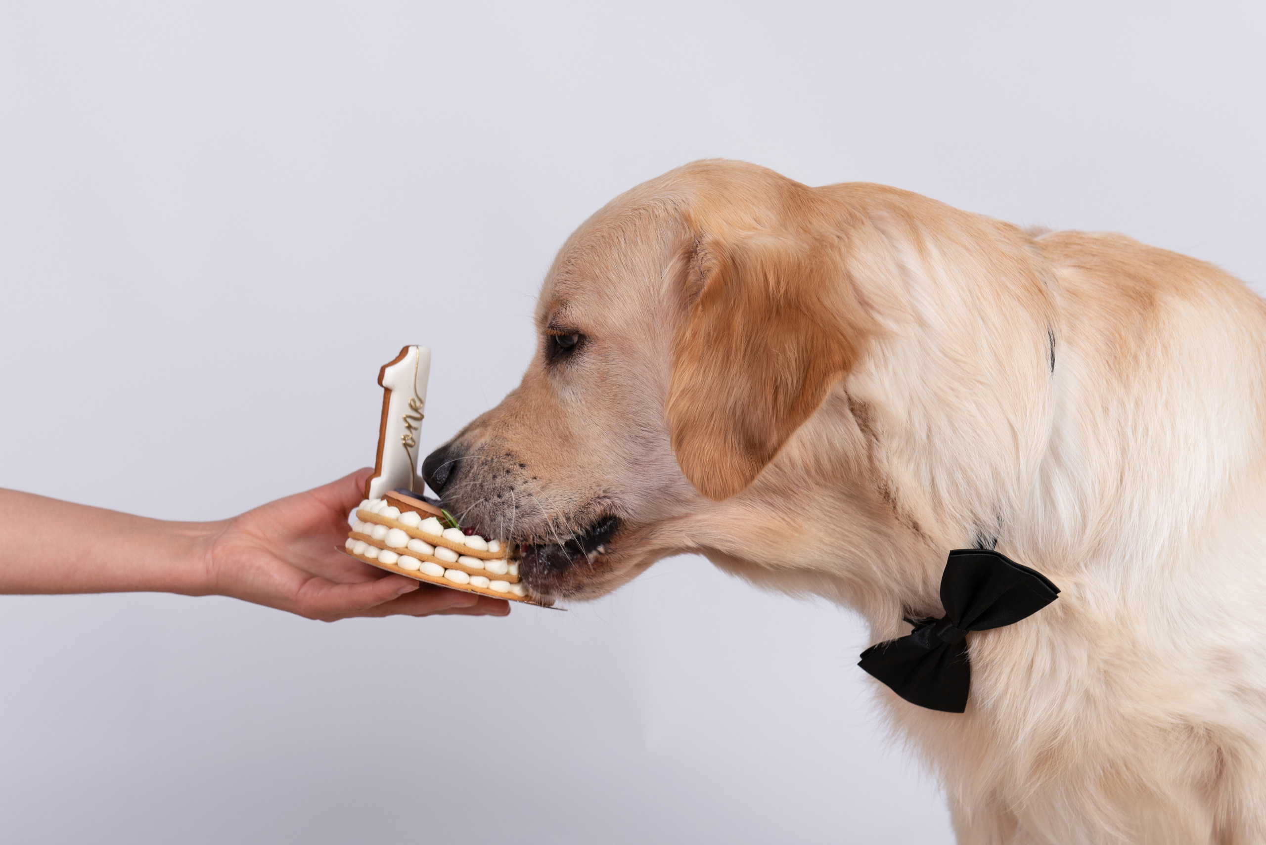 Чарли 1 год. Фотограф анималист в Казани Алина Сулейманова. Фотограф животных