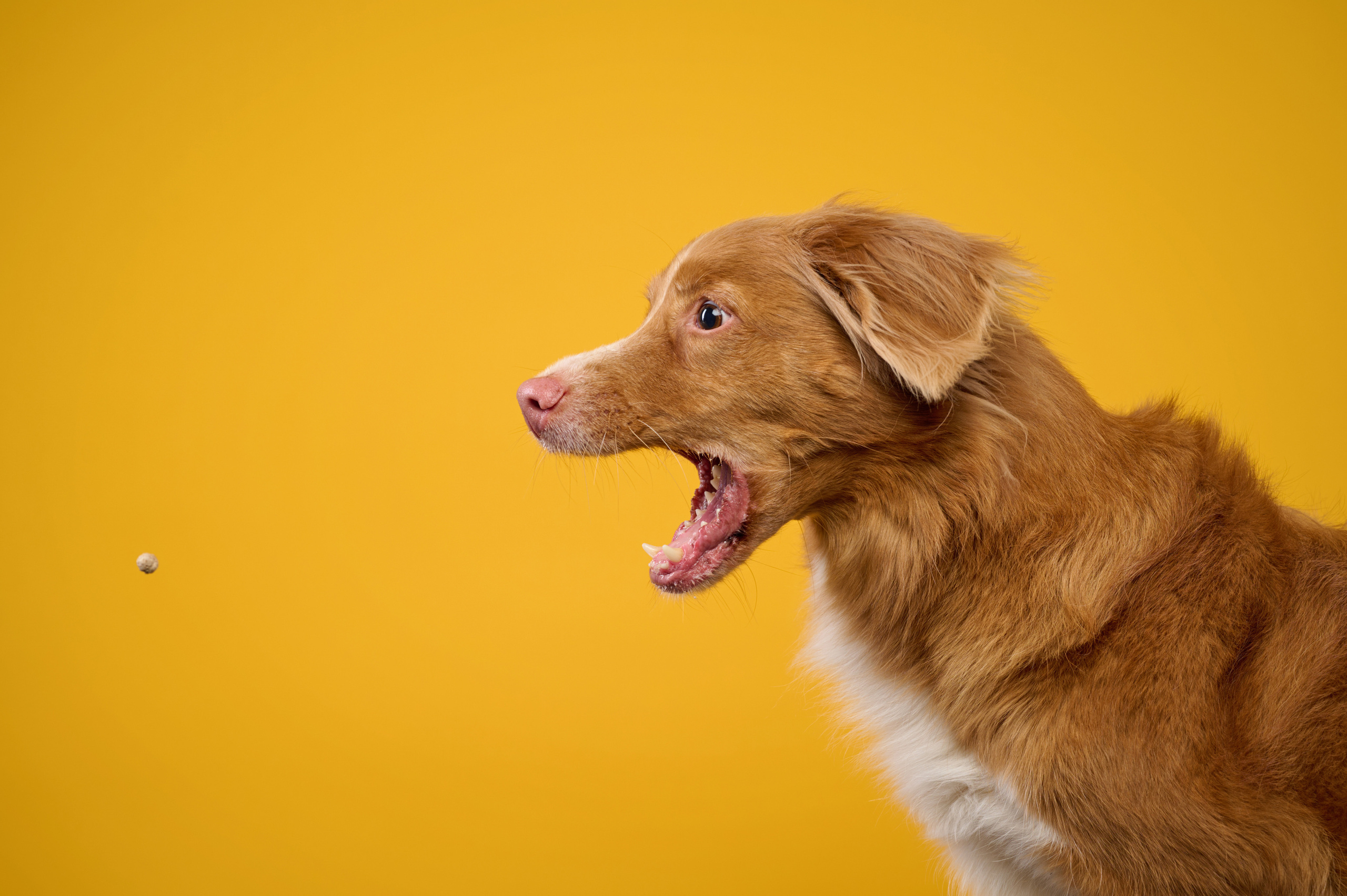 Рика. Фотограф анималист в Казани Алина Сулейманова. Фотограф животных